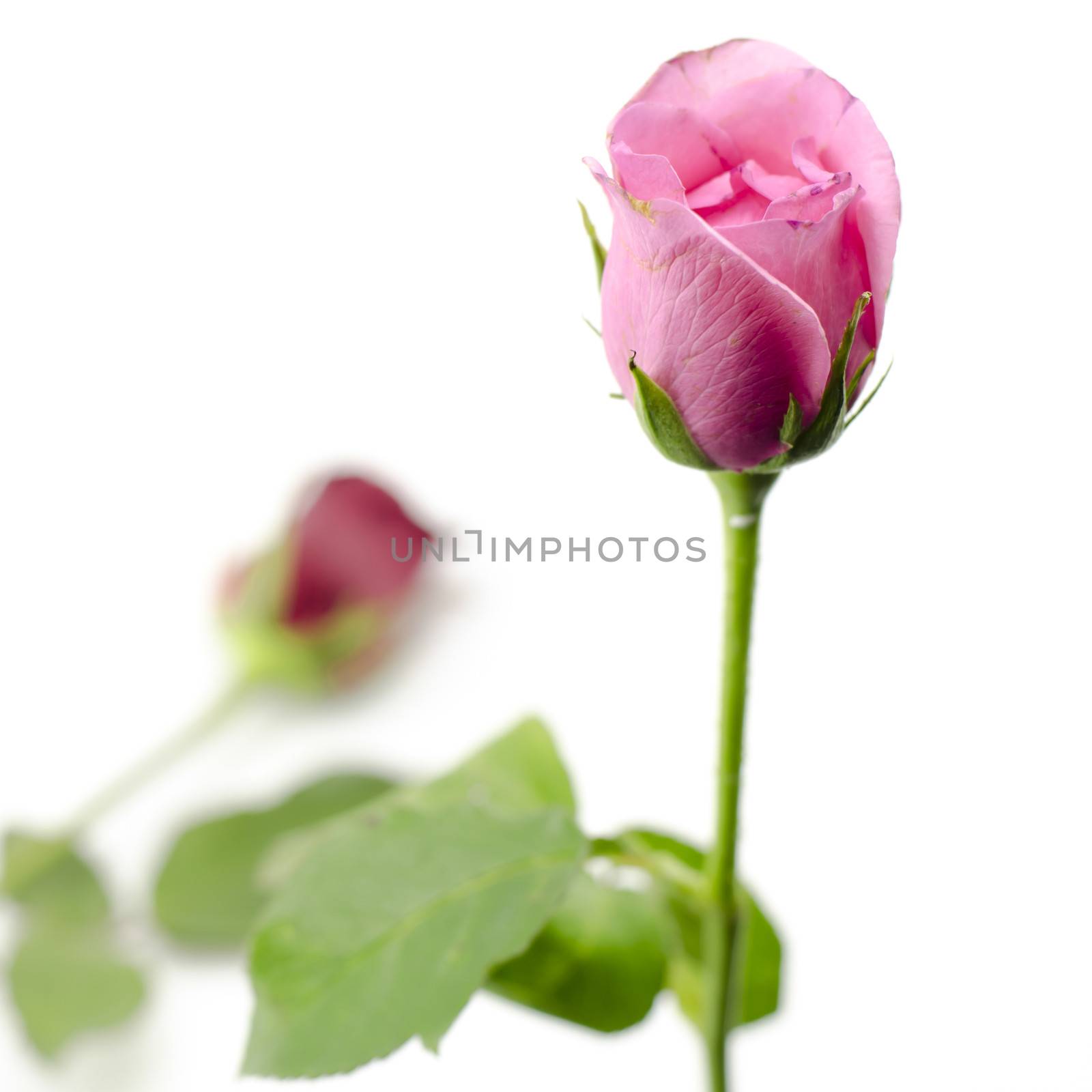 rose flower isolated on white by ammza12