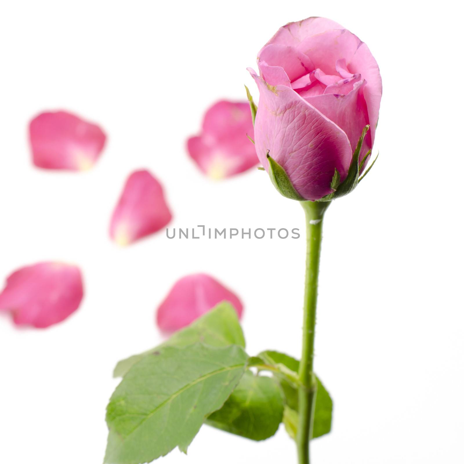 rose flower isolated on white by ammza12