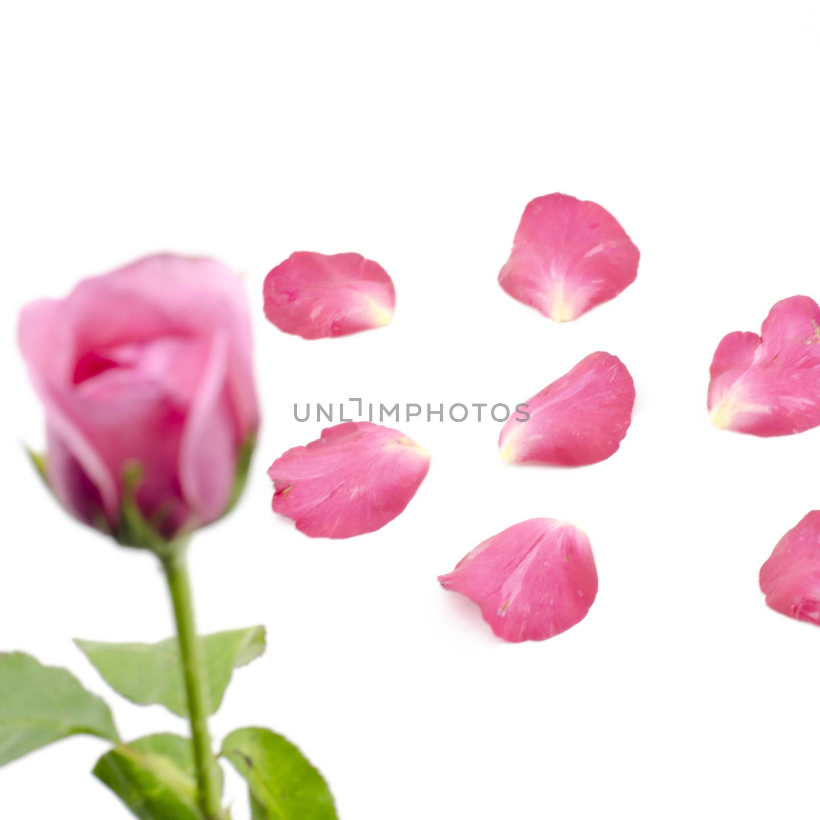 rose flower isolated on white by ammza12