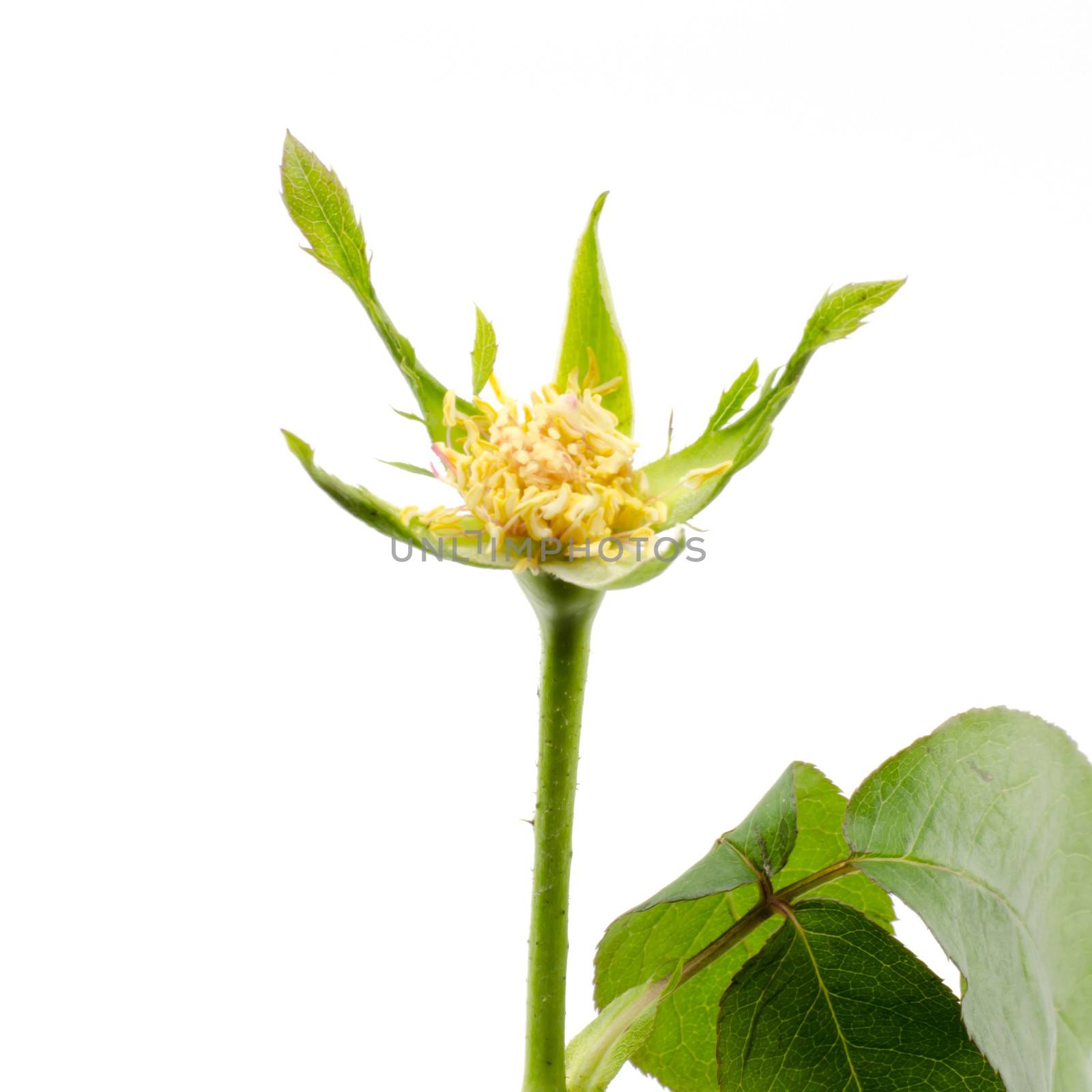 beautiful rose flower isolated on white background