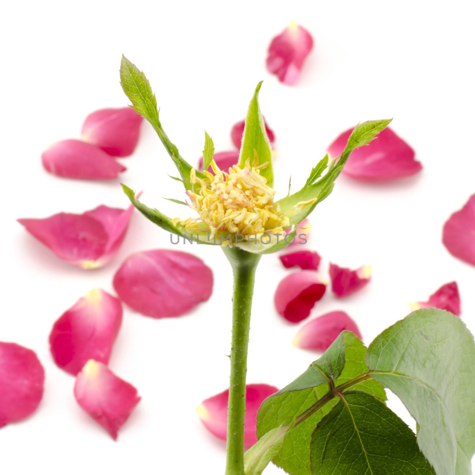 rose flower isolated on white by ammza12