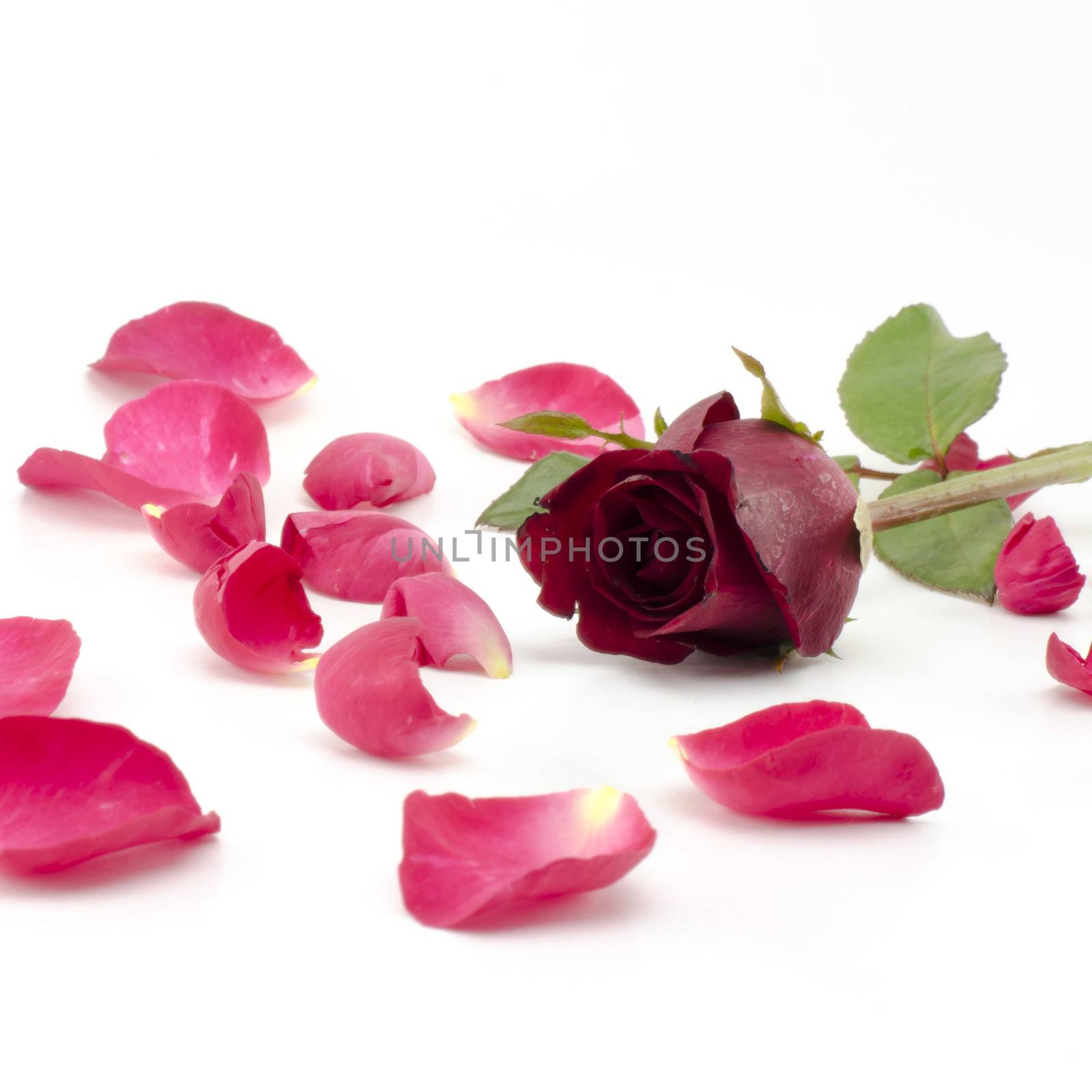 rose flower isolated on white by ammza12