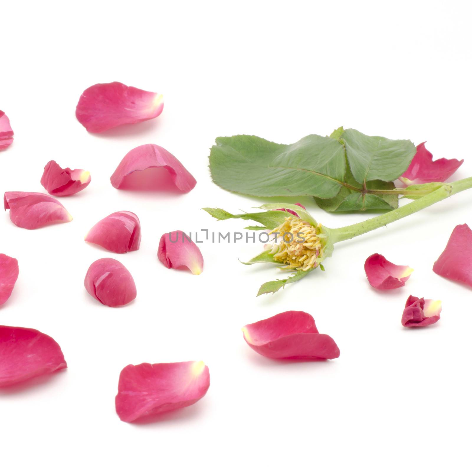 beautiful rose flower isolated on white background