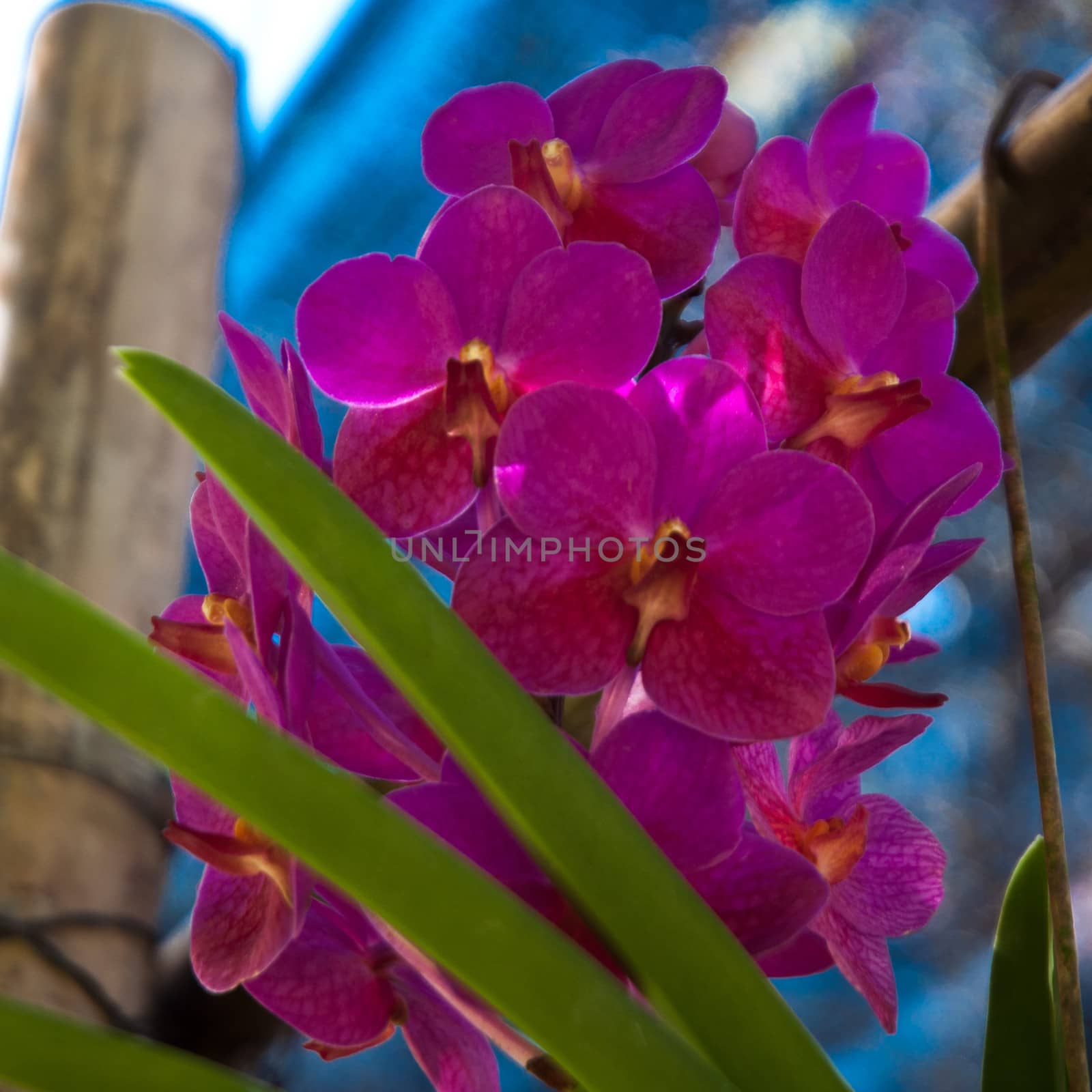 Close up of the wild Orchid Flower