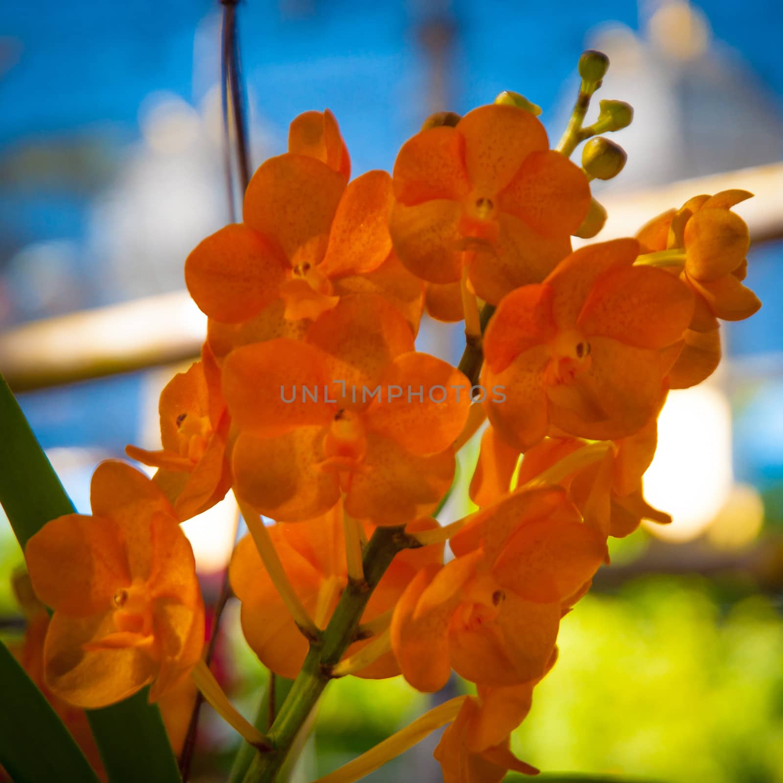 Close up of the wild Orchid Flower