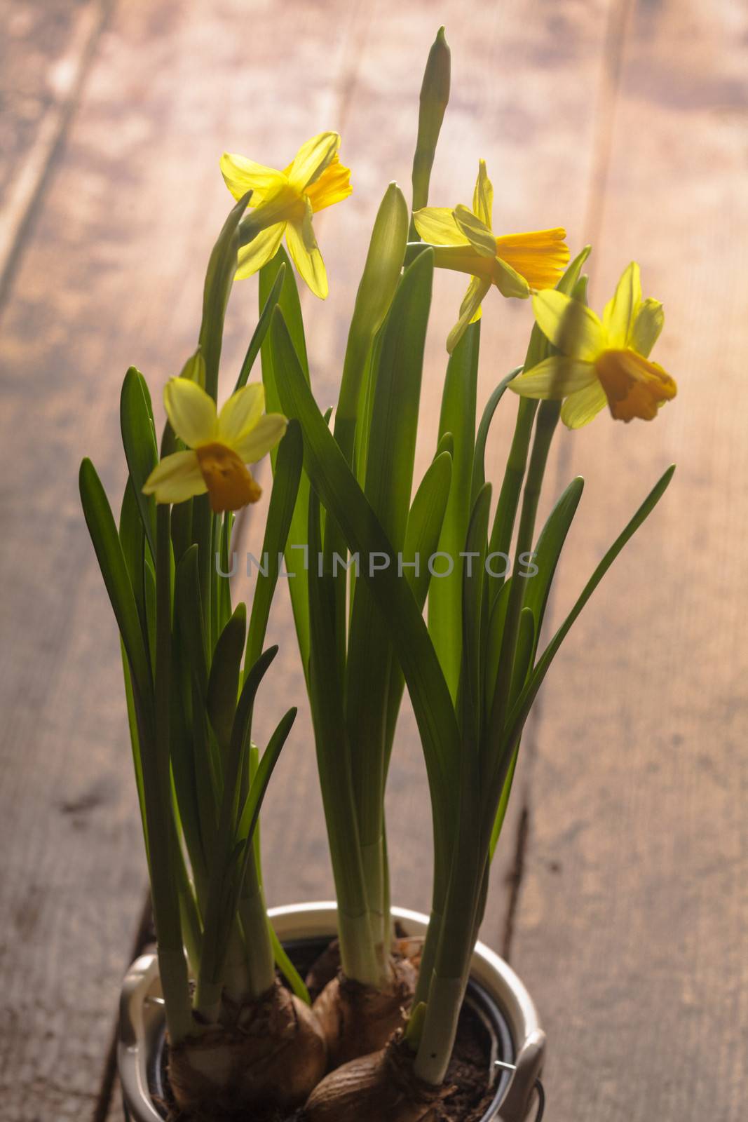 First spring flowers - yellow daffodil on the table