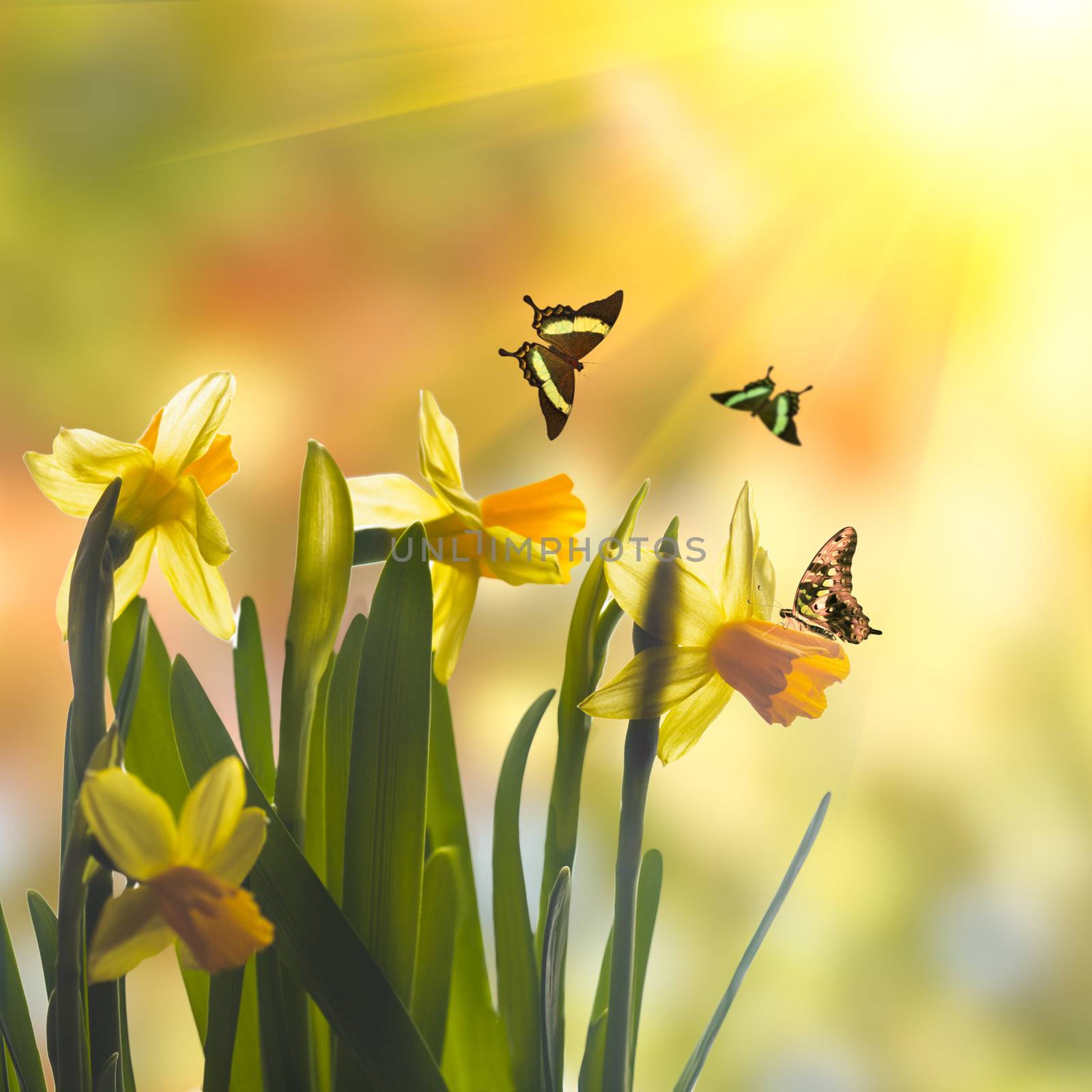 First spring flowers - yellow daffodil over sunlight