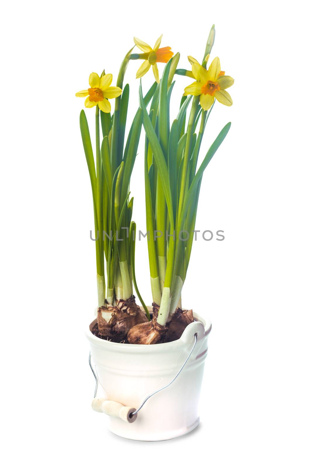 First spring flowers - yellow daffodil in pot isolated on white