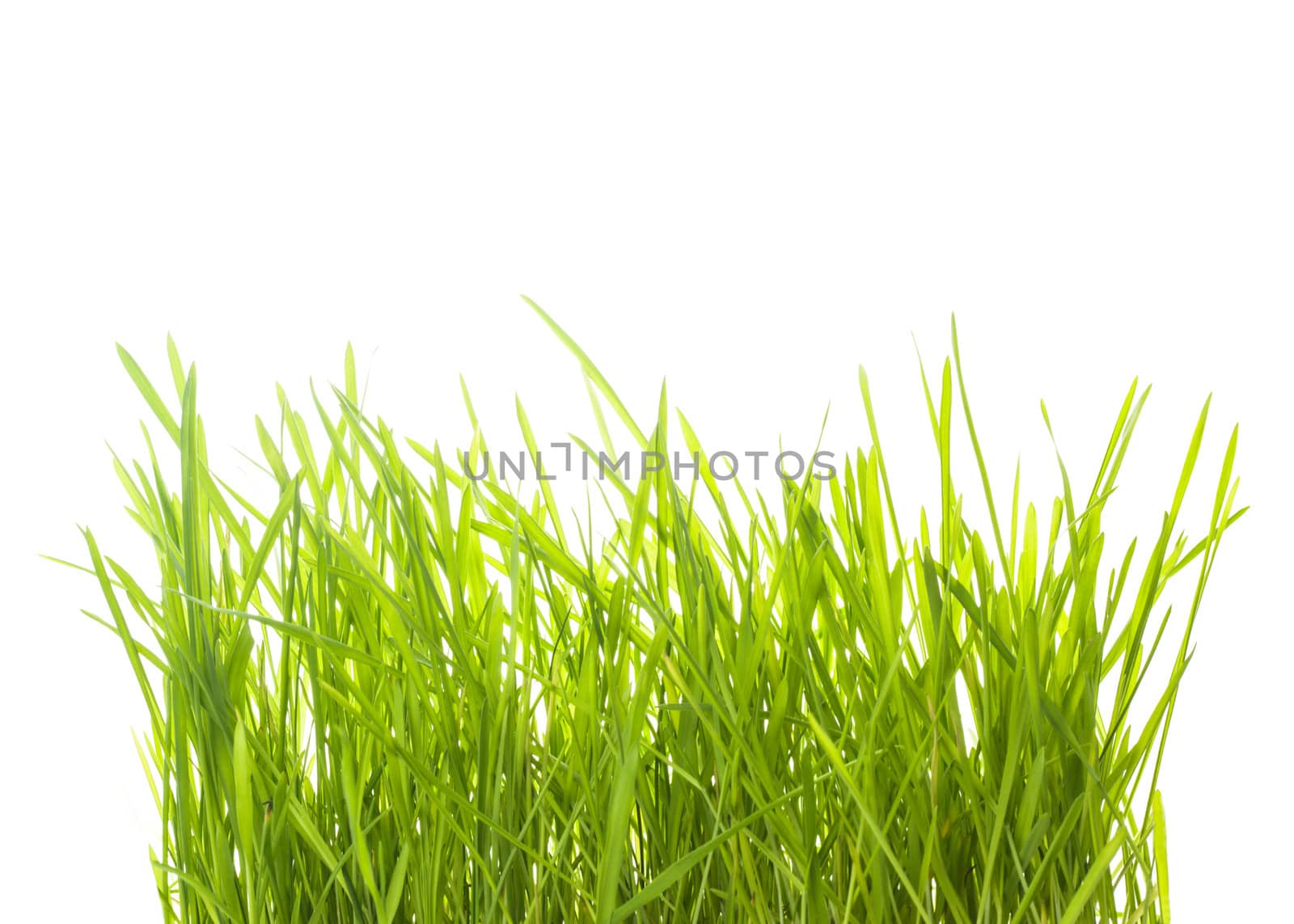 Green grass isolated  by oksix