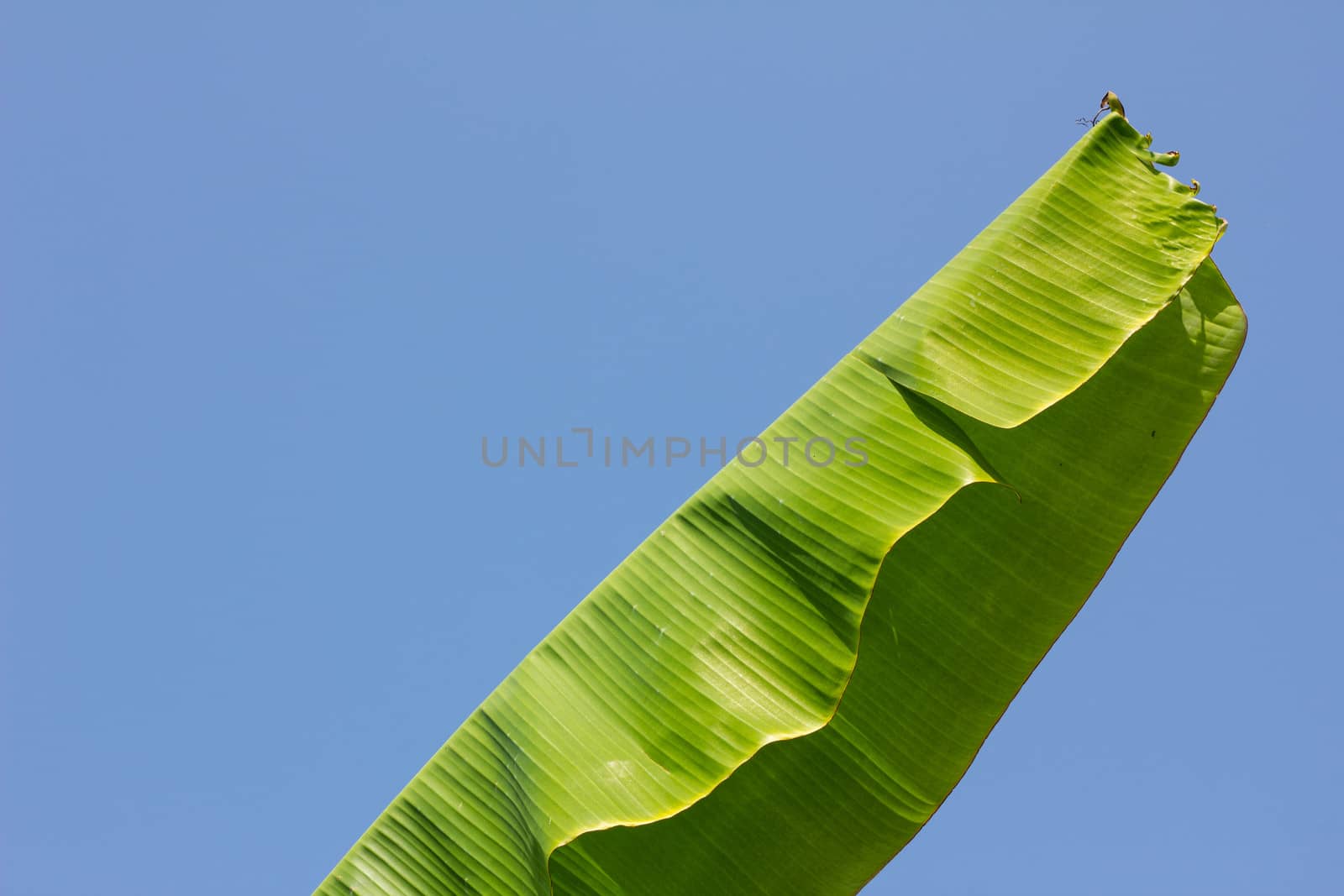 banana leaf against splendid blue sky