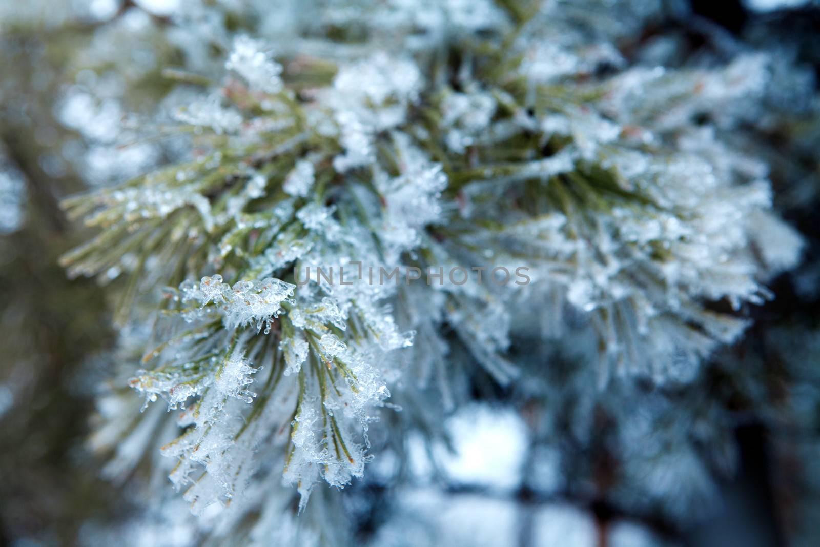 branch of a conifer with snow