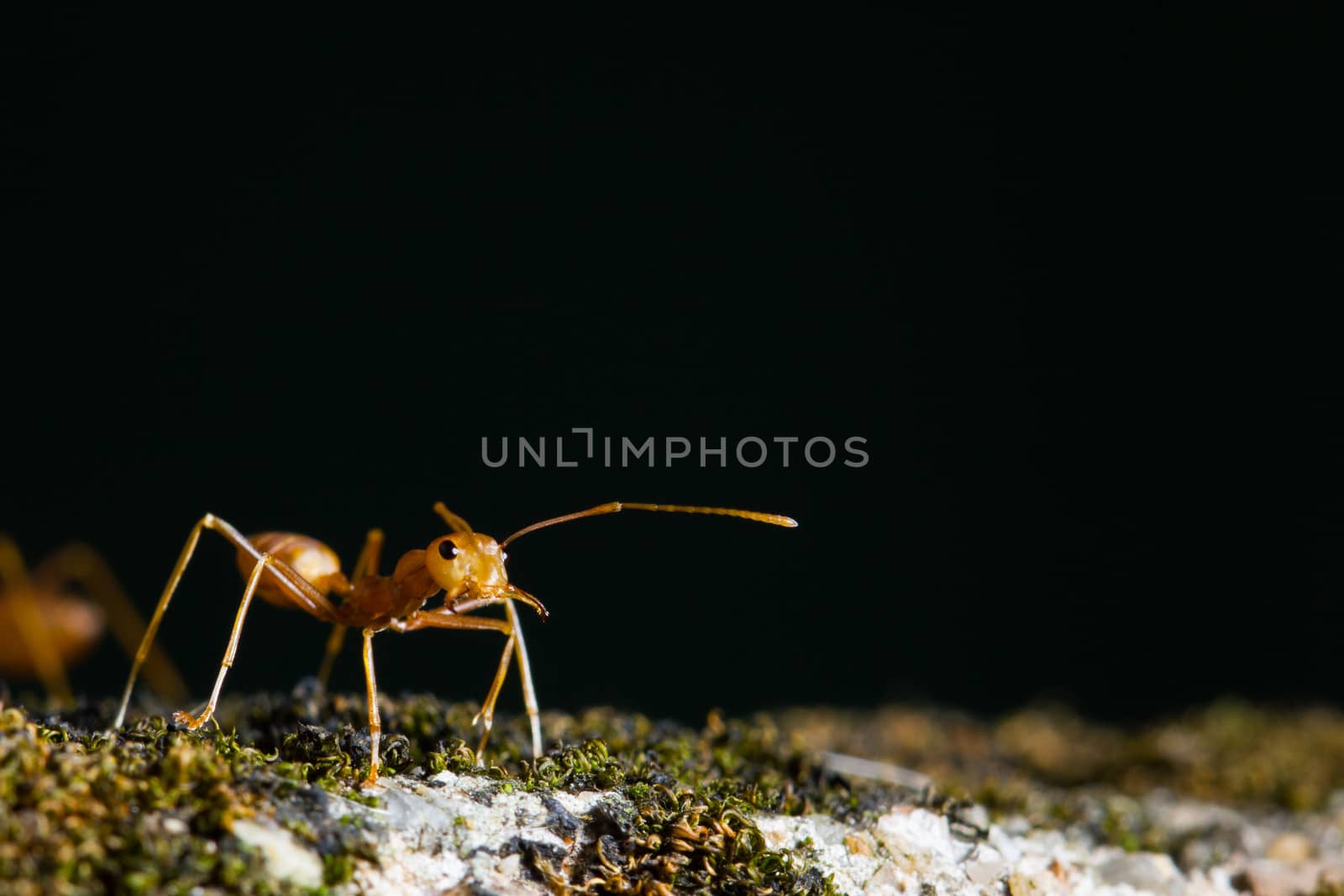 orange ant is fighting