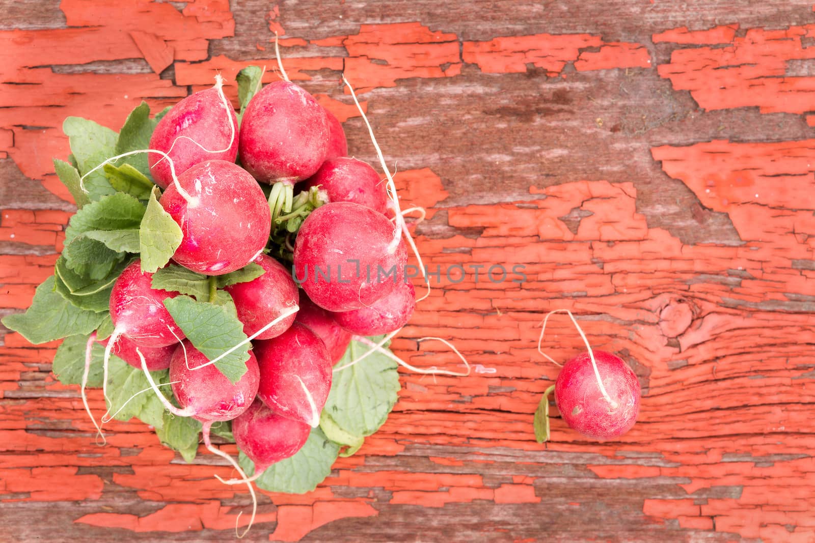 Bunch of fresh ripe crisp red radishes, favourite salad ingredients with their peppery taste, lying on an old rustic wooden board with cracked peeling red paint and copyspace