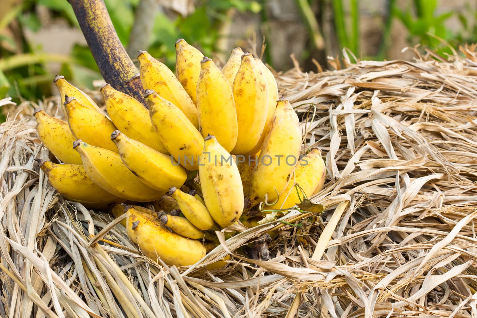 cluster of banana by a3701027