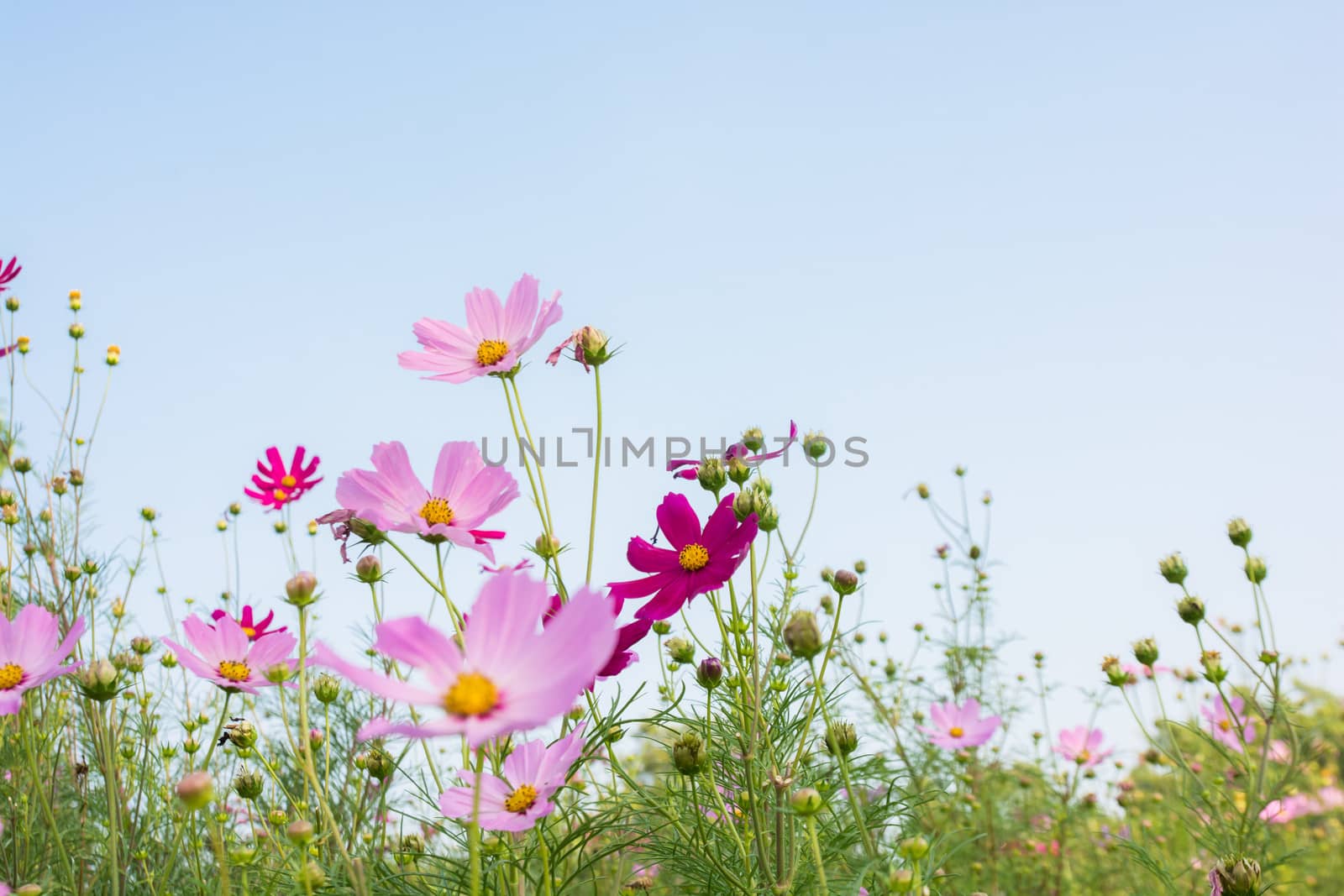pink flower by Sorapop