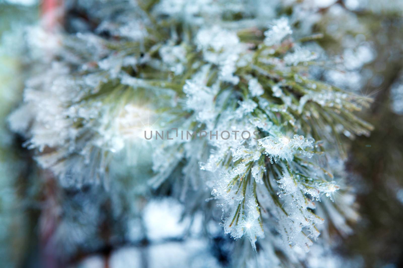 branch of a conifer with snow in lights by vsurkov