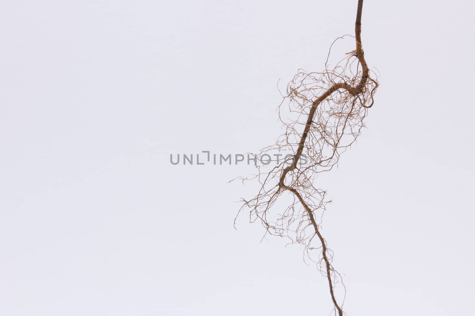 taproot by a3701027