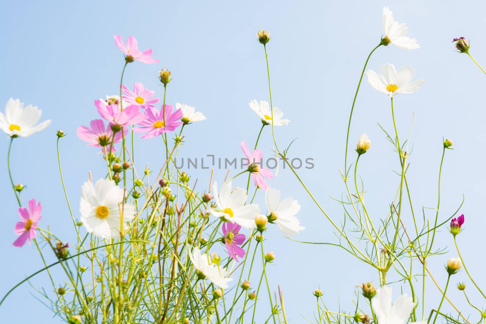 pink and white flower on blue background