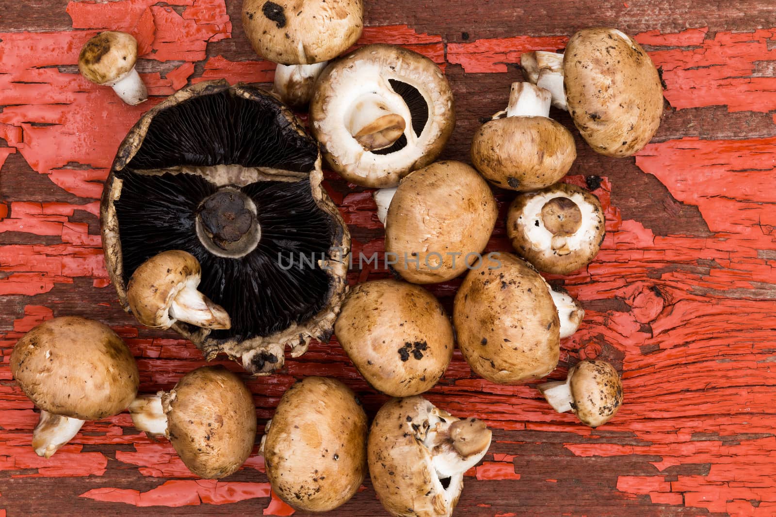 Fresh uncooked portobello and brown agaricus mushrooms lying ready to be used in a savory cooking recipe on a grungy wooden board with cracked peeling red paint