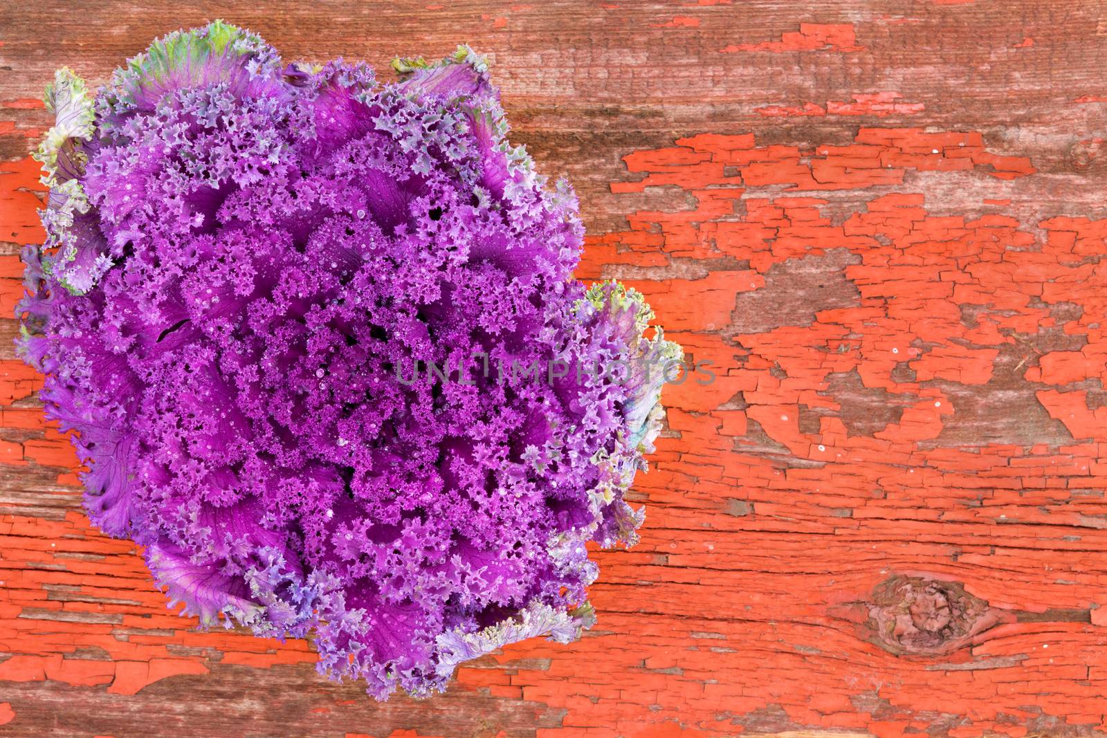 Overhead view of a whole fresh head of curly-leaf purple kale on rustic grungy wood with red cracked peeling paint with copyspace