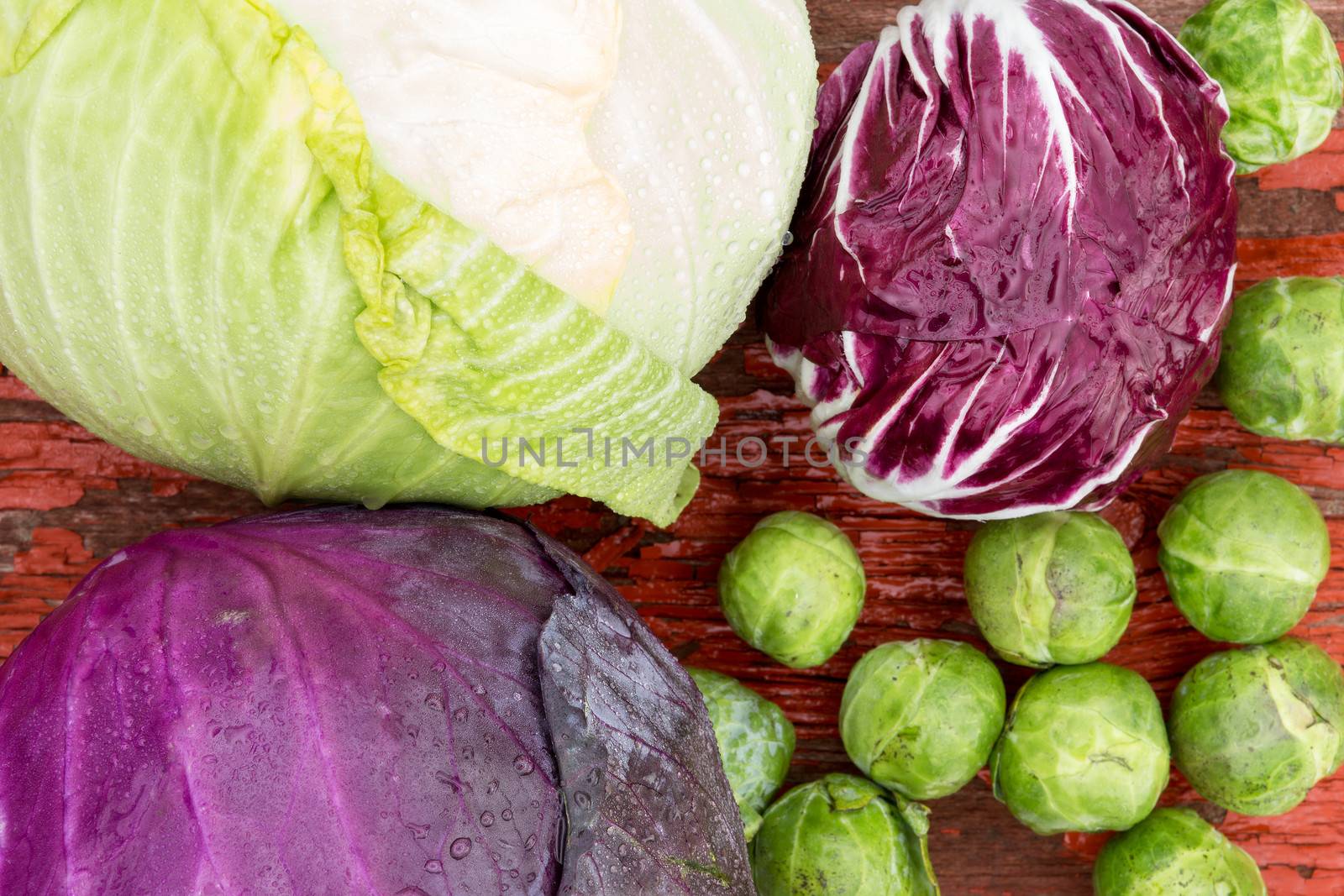 Close up overhead view of a selection of different fresh crucifies including green cabbage, red cabbage, radicchio and brussels sprouts for use as ingredients in healthy vegetarian cuisine