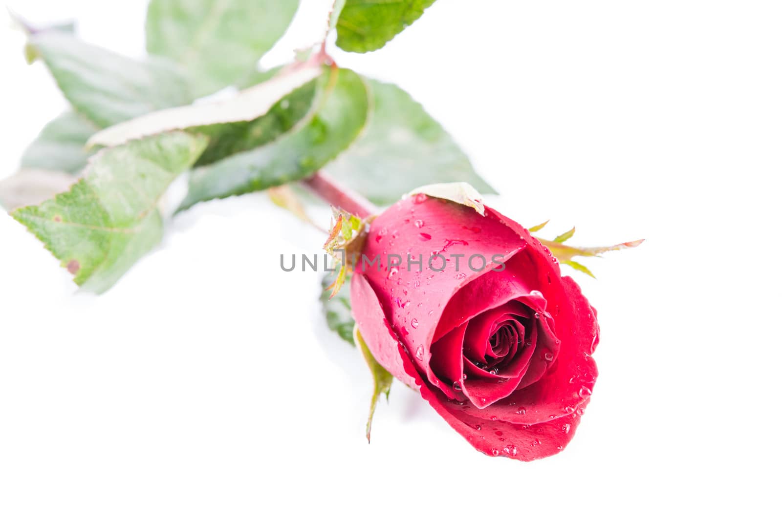 Red rose isolate on a white background