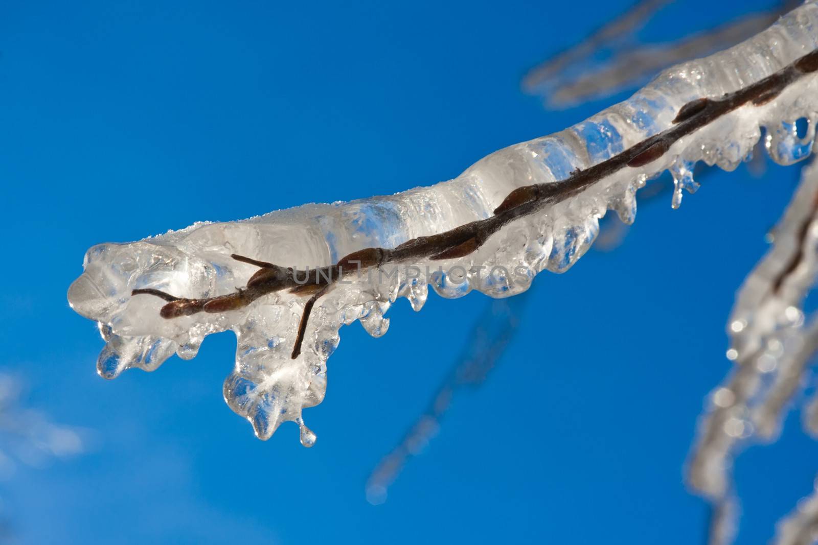 Nice photo of tree branch covered by ice in winter