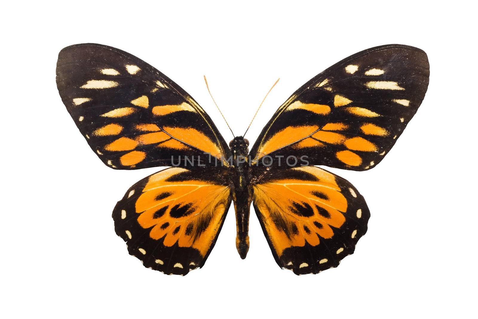 Beautiful tropical butterfly Tithorea harmonia isolated on white background
