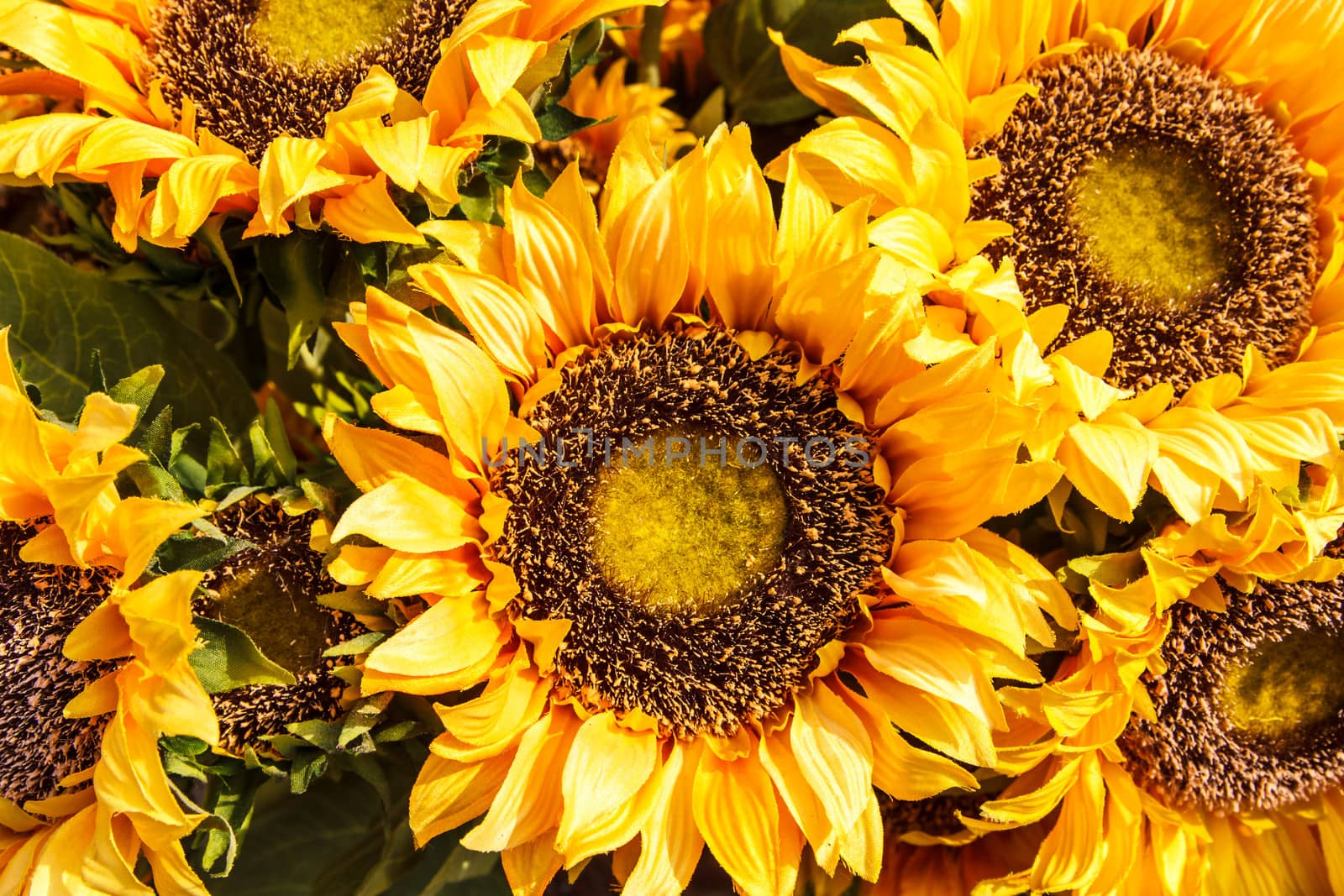 Yellow sunflowers wallpaper by huntz