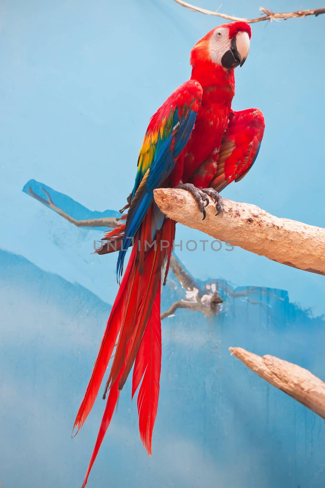 Beautiful photo of tropical parrot Ara macao or Scarlet Macaw