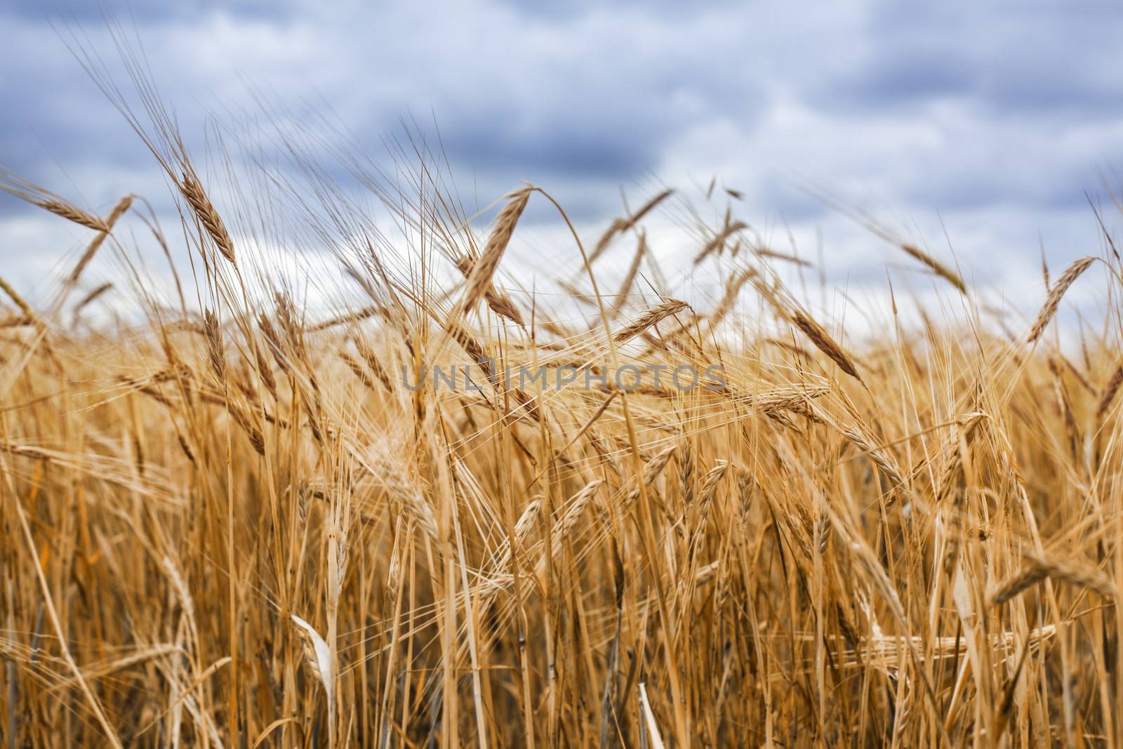 Wheat field by anelina