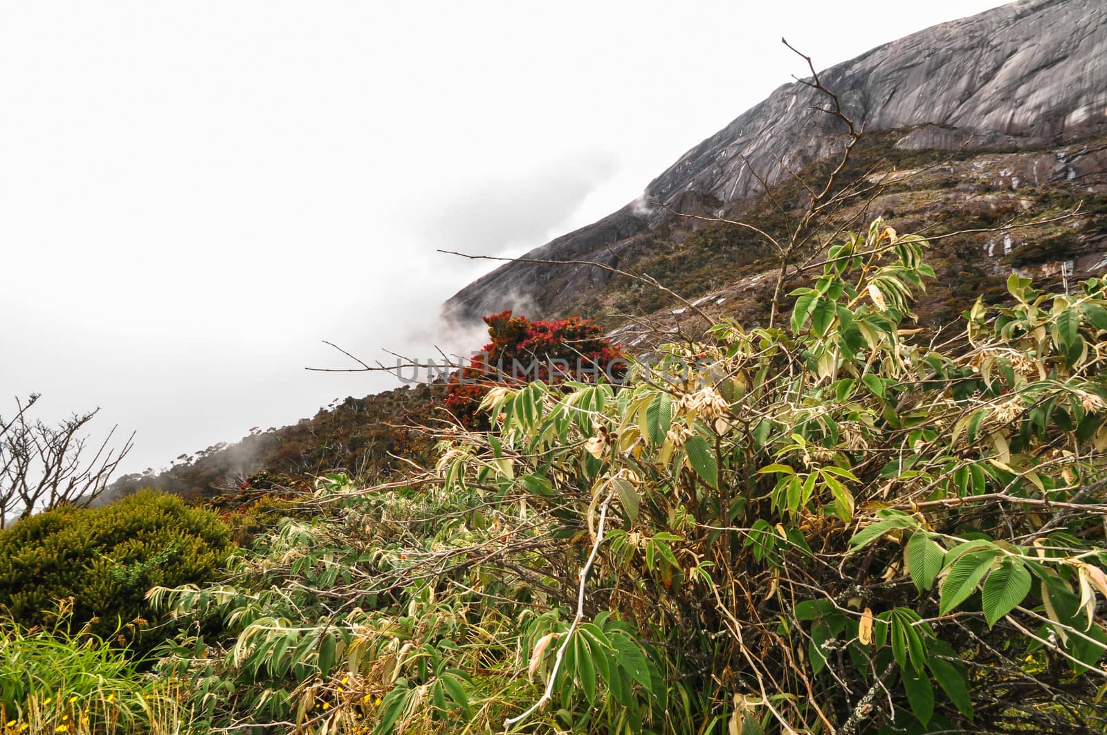 hiking on Kinabalu mountain, Kotakinabalu Malasia by weltreisendertj