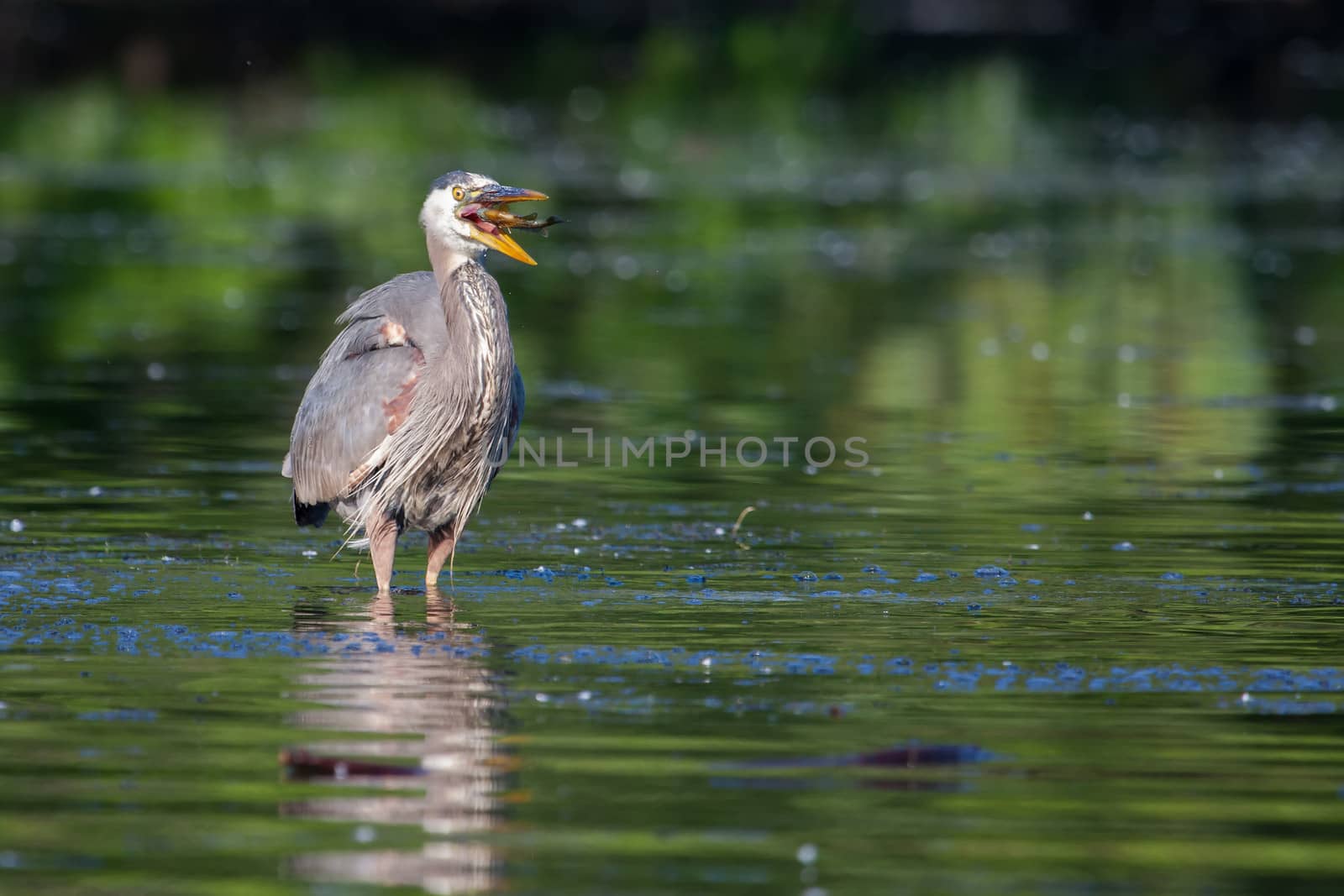 Great Blue Heron eating a fish he just caught