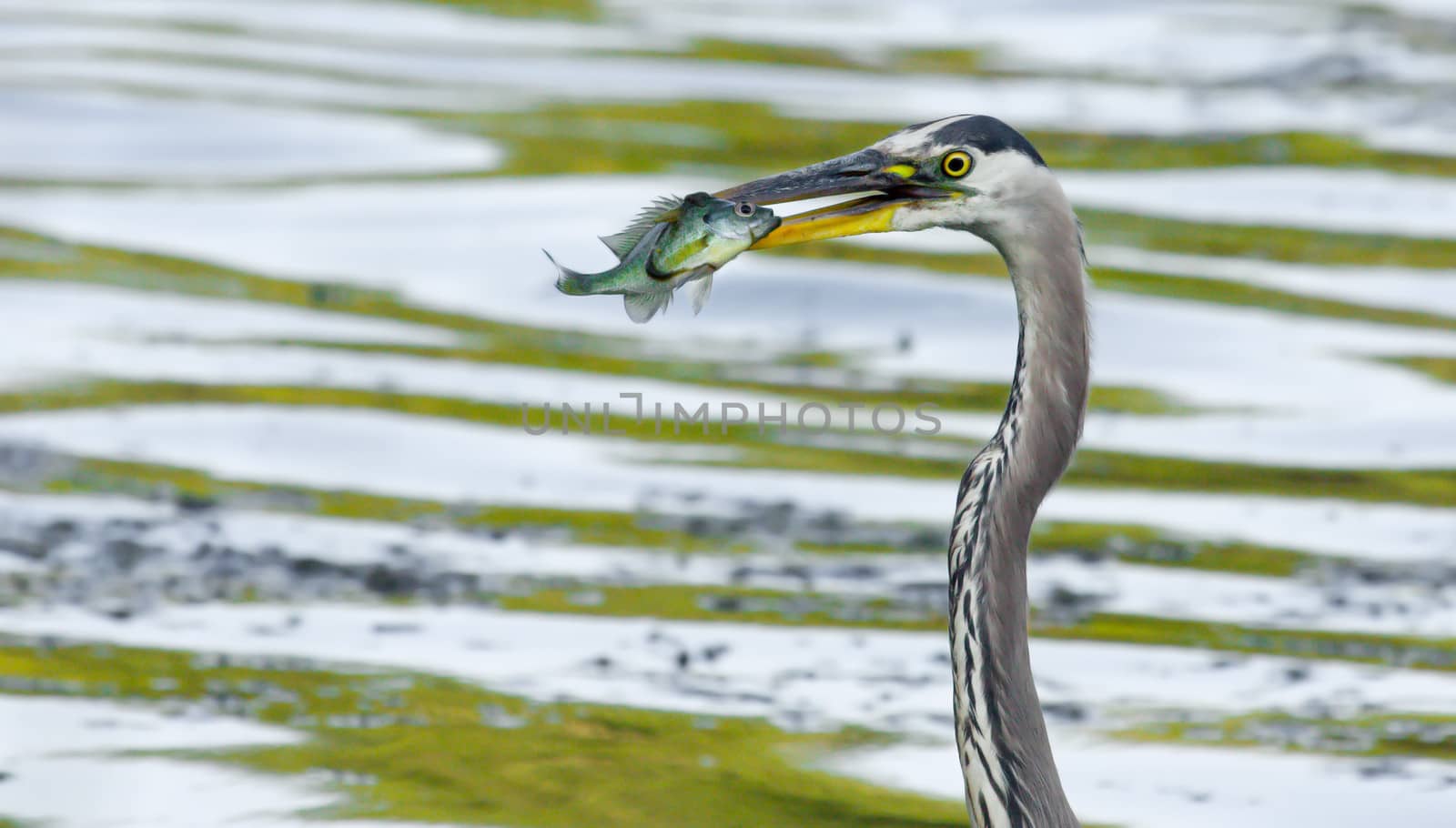 Bluegill gets Caught by a Great Blue Heron in soft focus