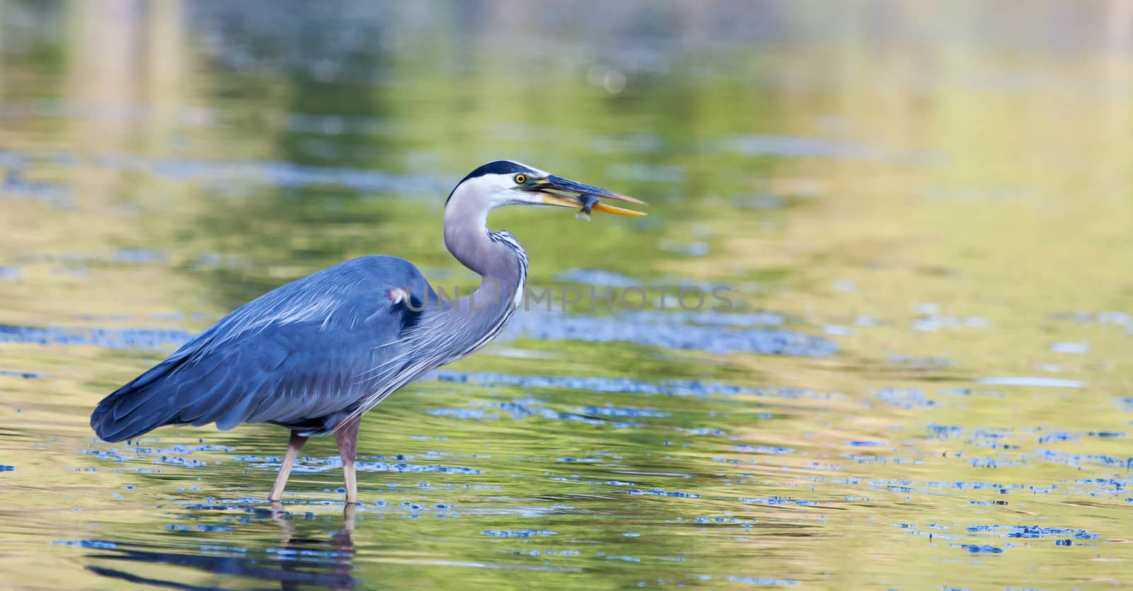 Great Blue Heron catches a small bluegill in soft focus