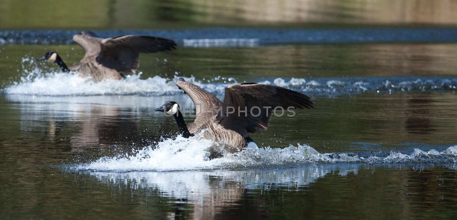 Canadian goose landing on water by Coffee999