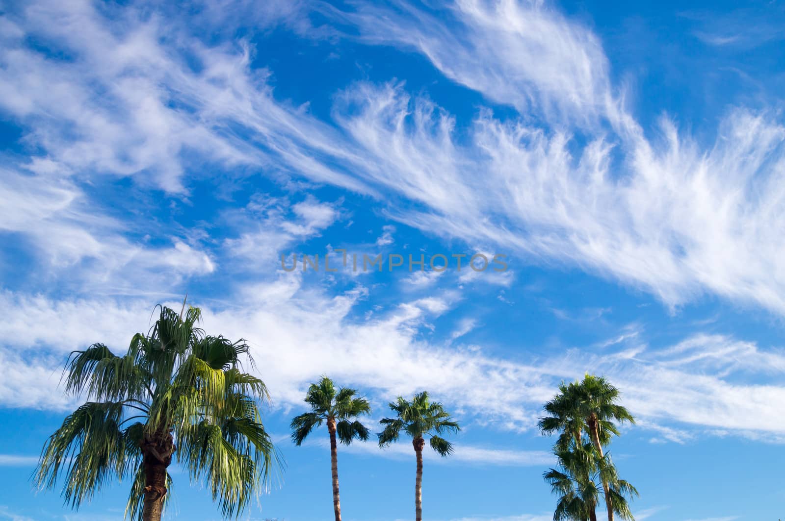 Palm trees on a cloud filled sky