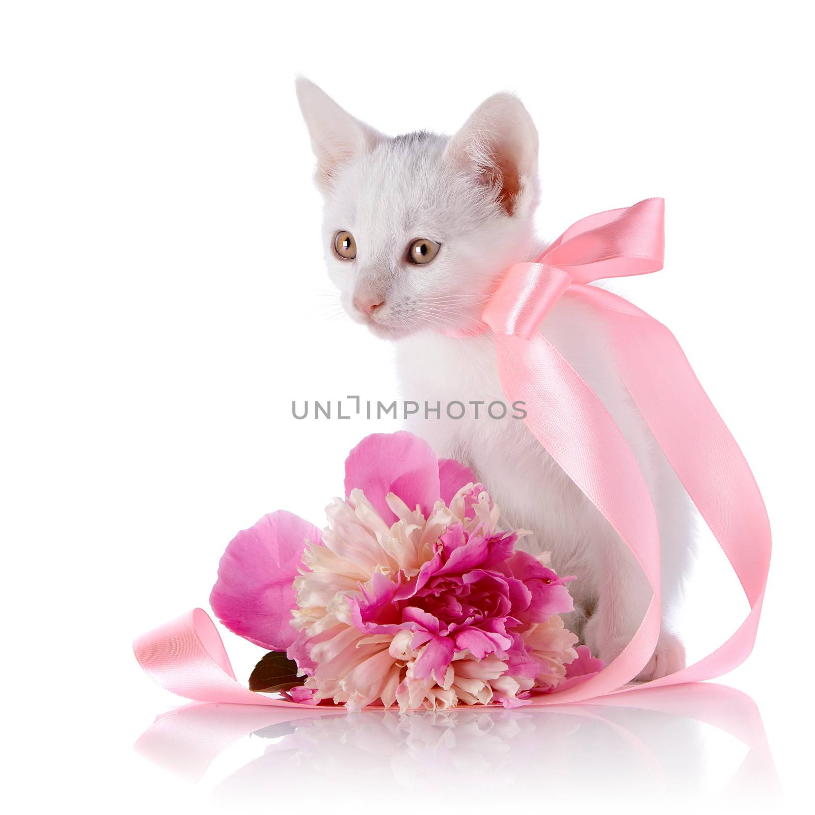 White kitten with a pink tape. White kitten and pink flower. Kitten on a white background. Small predator. Small cat.