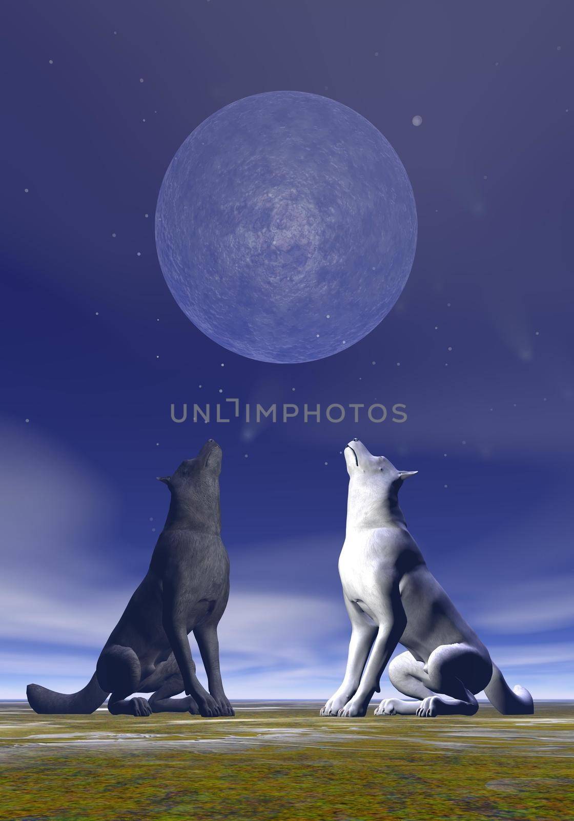 One white wolf and another black howling at full moon by deep blue night