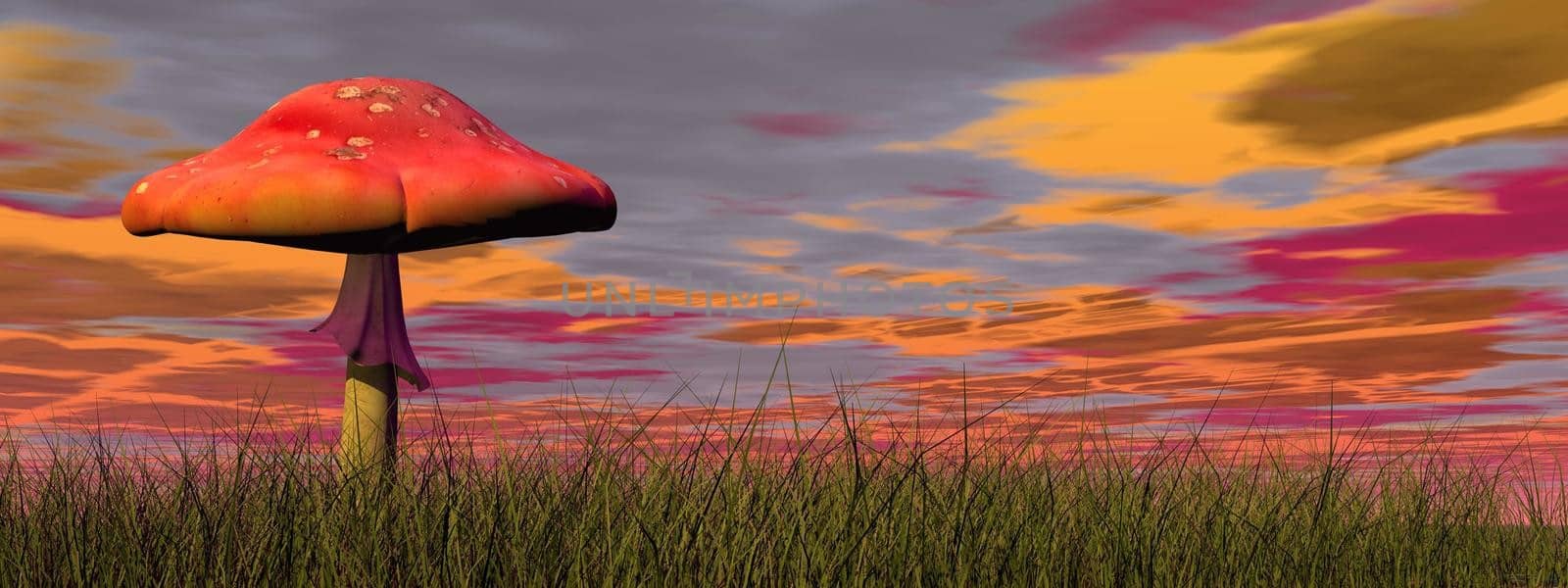 One fairy red mushroom in the green grass by colorful cloudy sunset