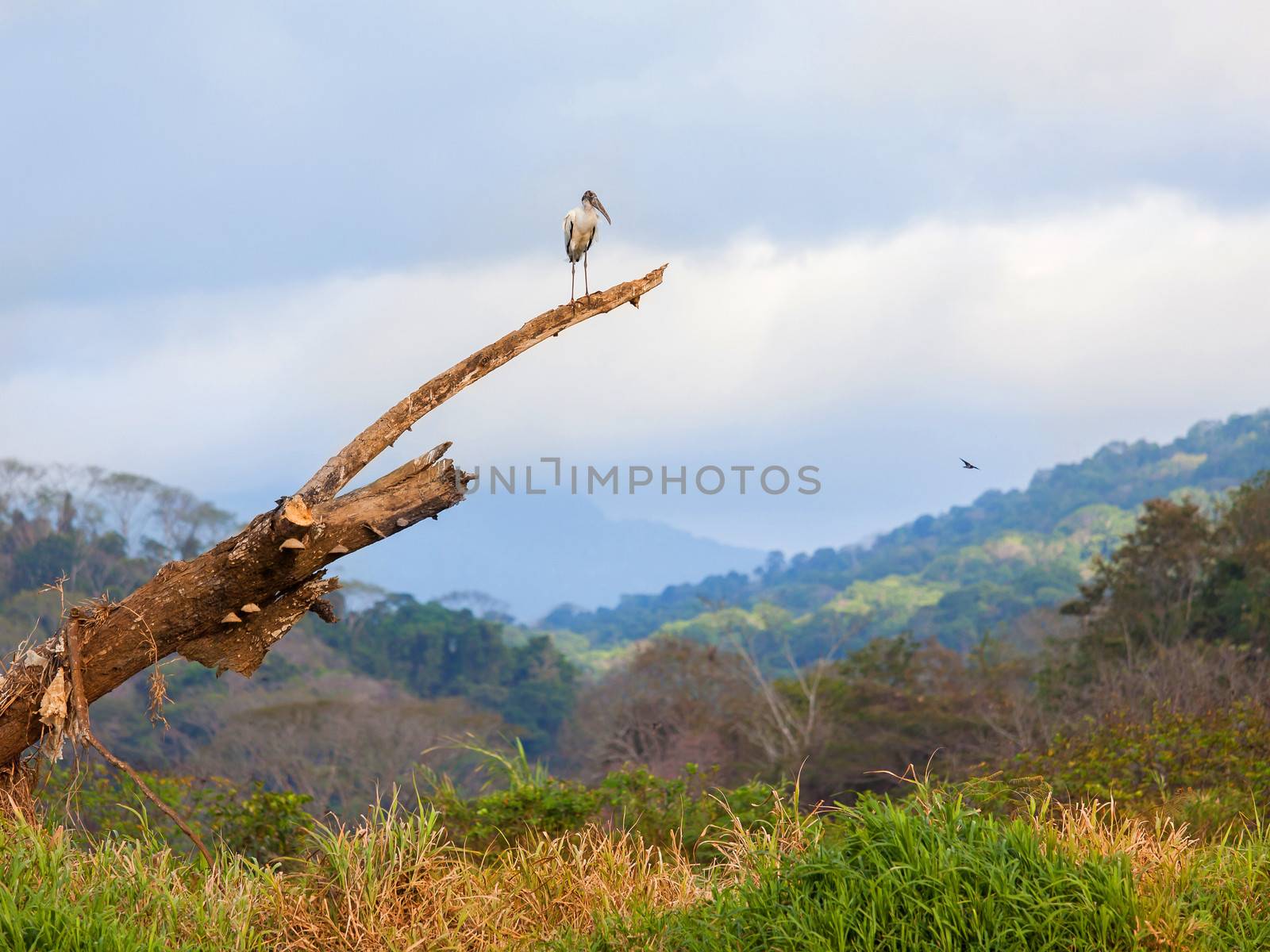 Bird on top of a trunk with beautiful landscape behind