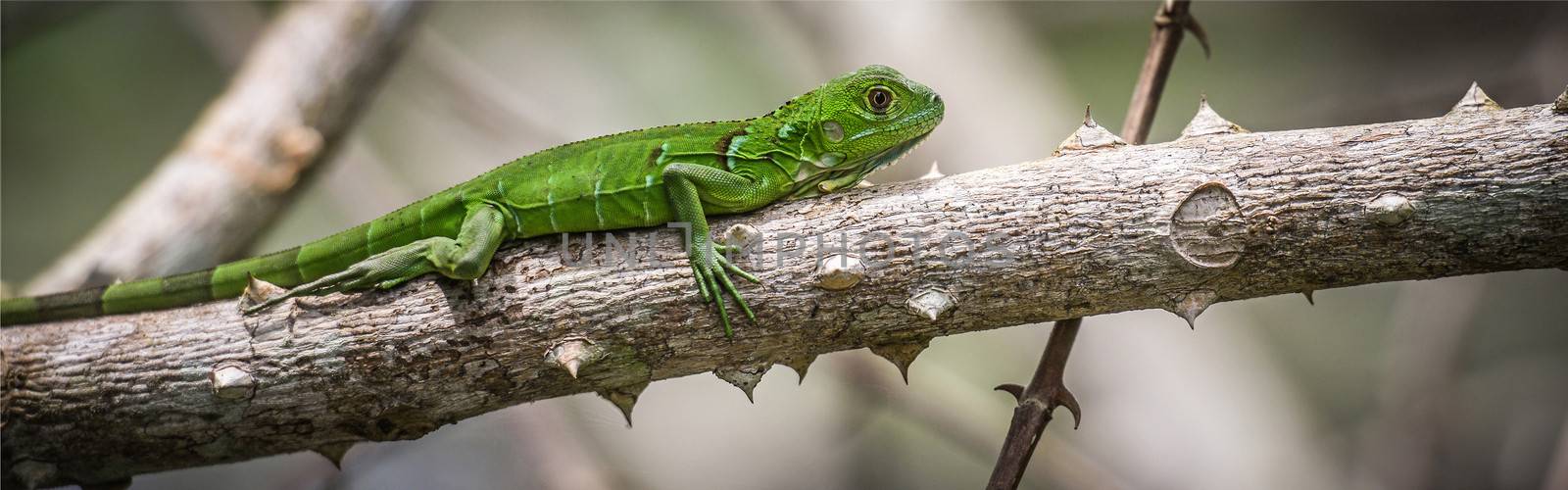 Panoramic of an iguana on a branch of tree