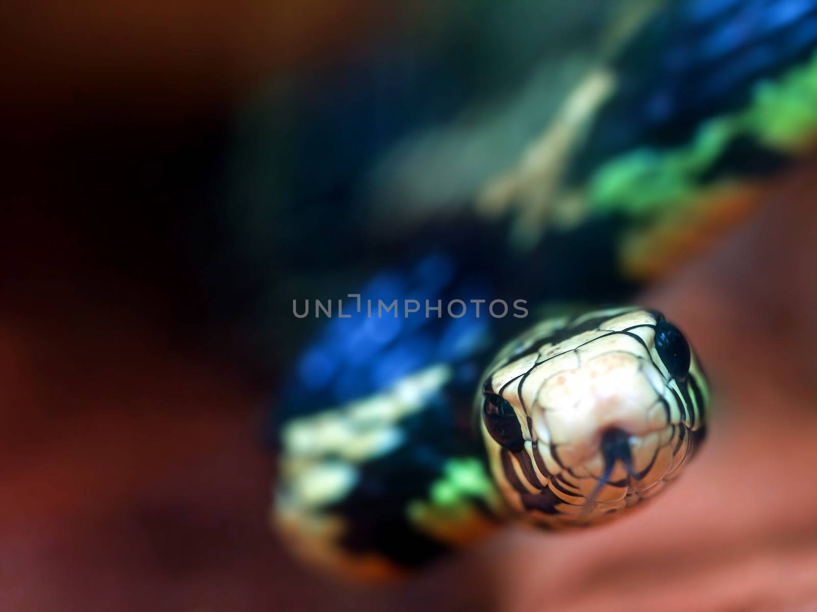 Beautiful and colorful snake looking up to the camera