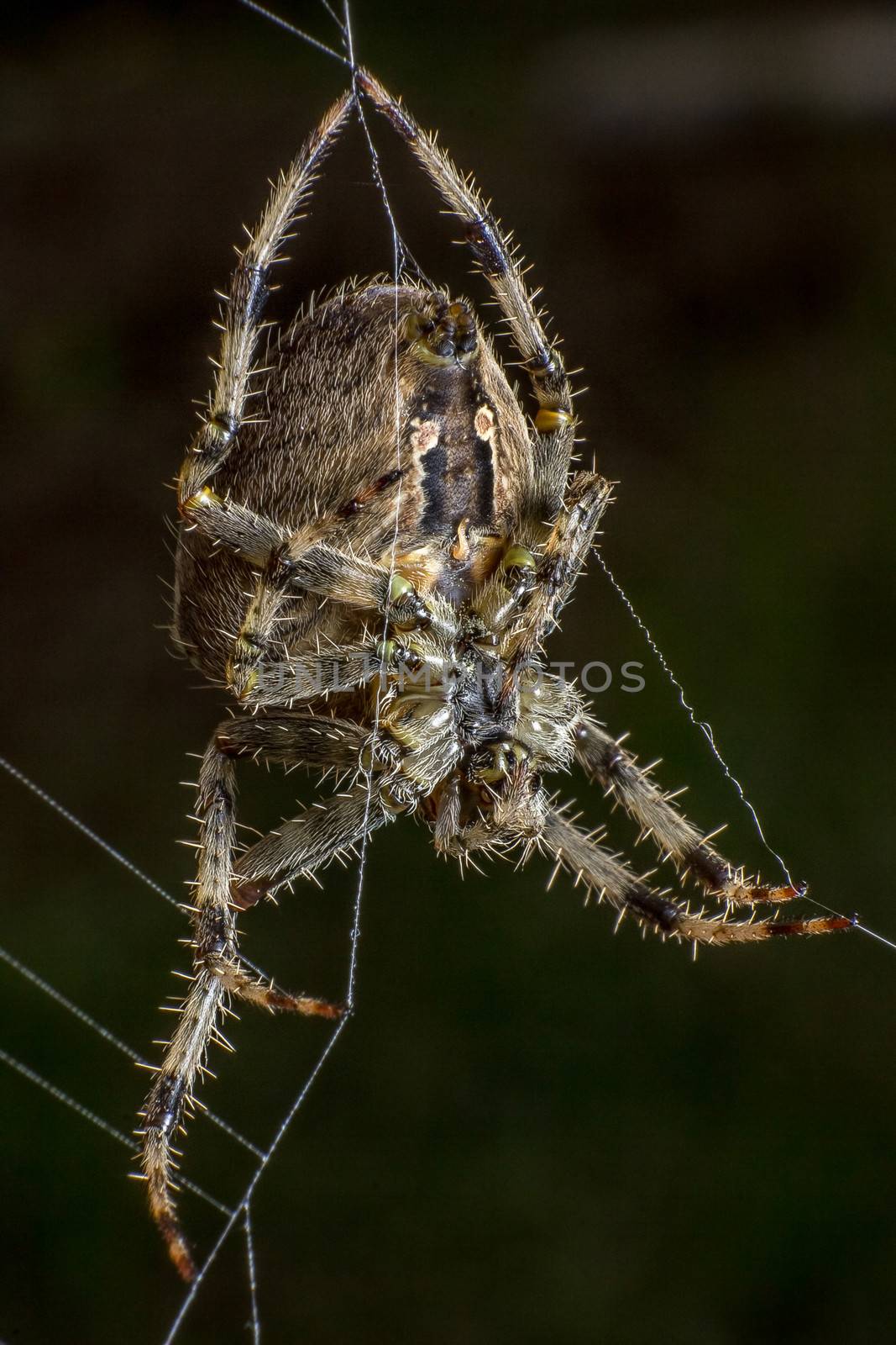 Spider on the web by dynamicfoto