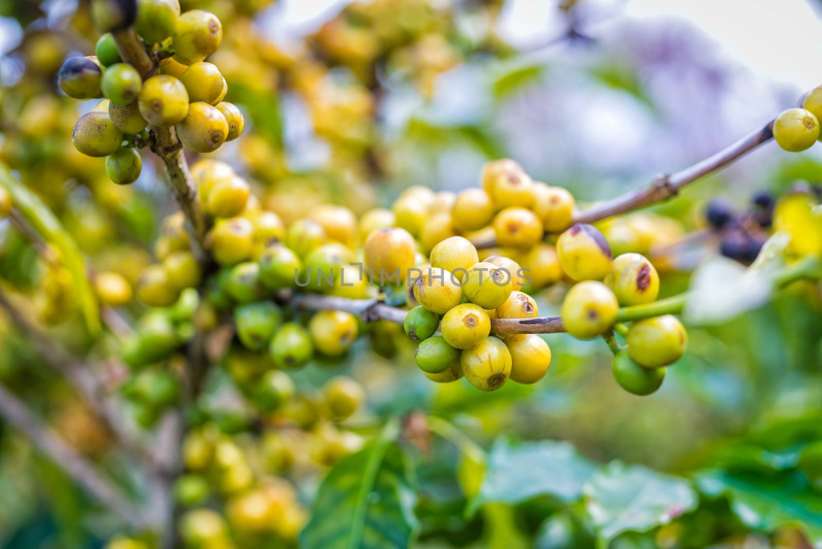 coffee beans ripening on tree in farm