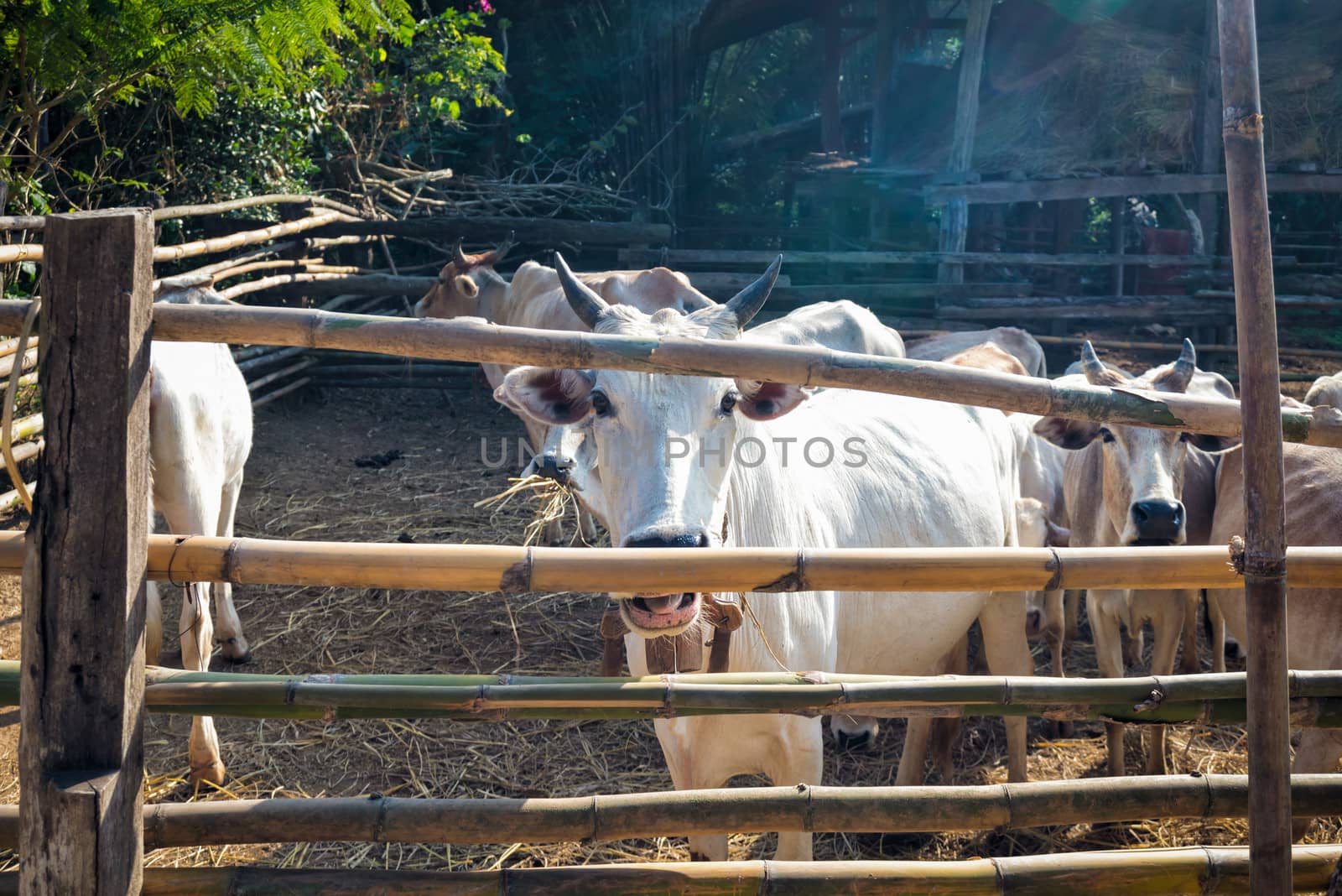 livestock in thailand cow eating straw in corral fence wood