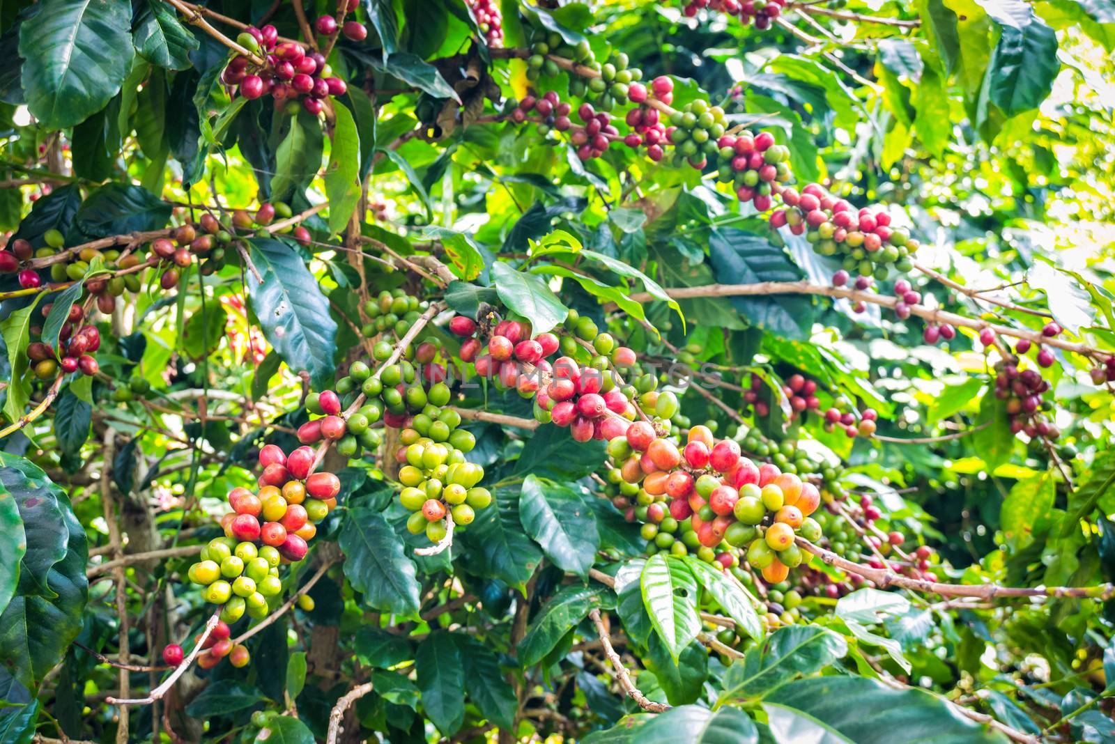 coffee beans ripening on tree by moggara12