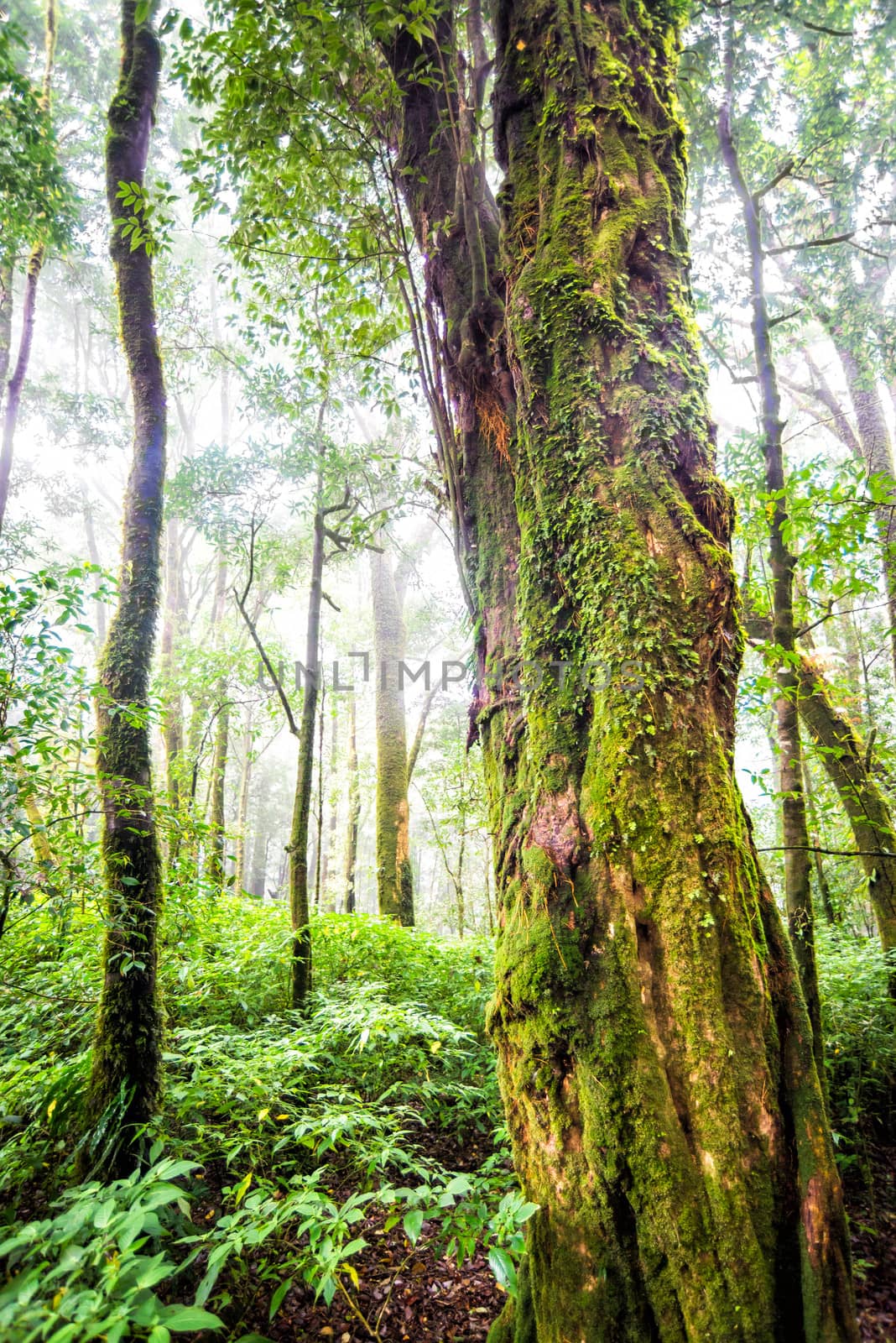 tree forest in autumn season of thailand by moggara12