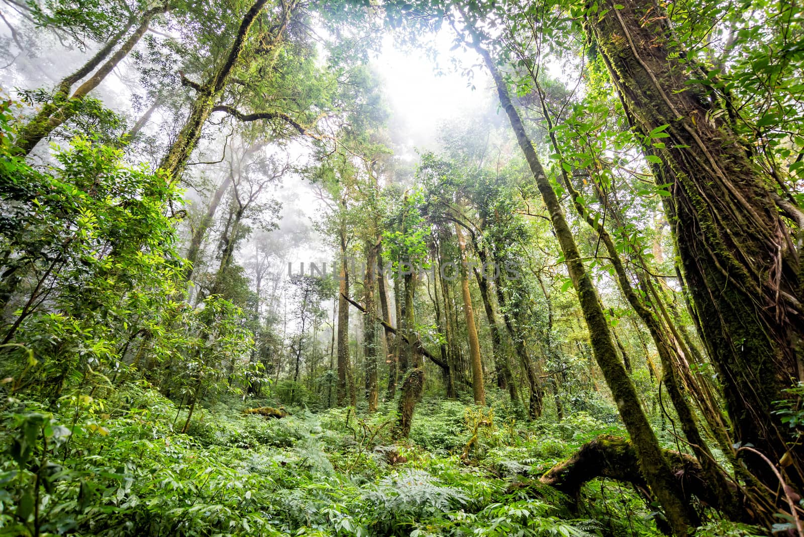 green tree rainforest in autumn season of thailand