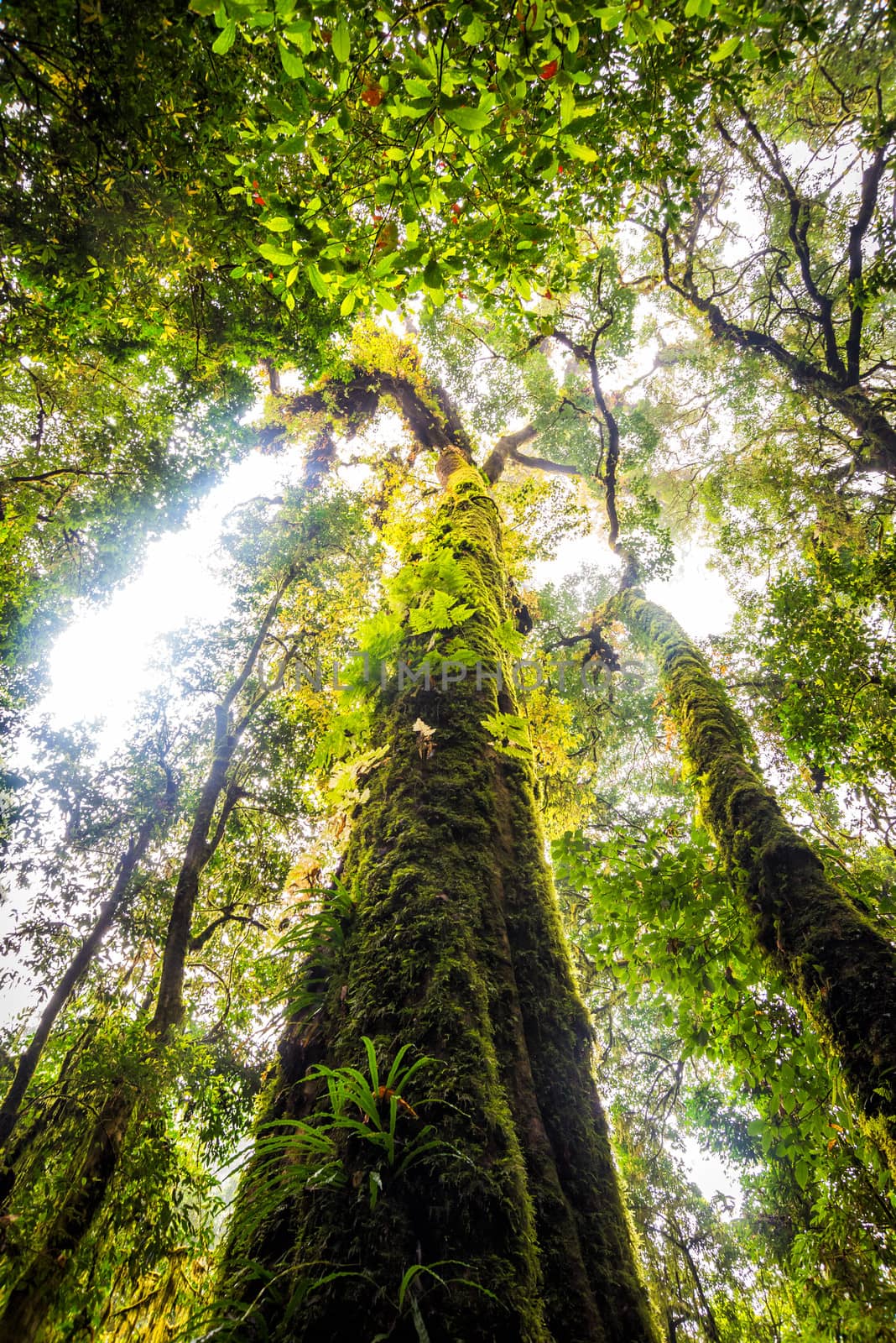 tree forest in autumn season of thailand by moggara12